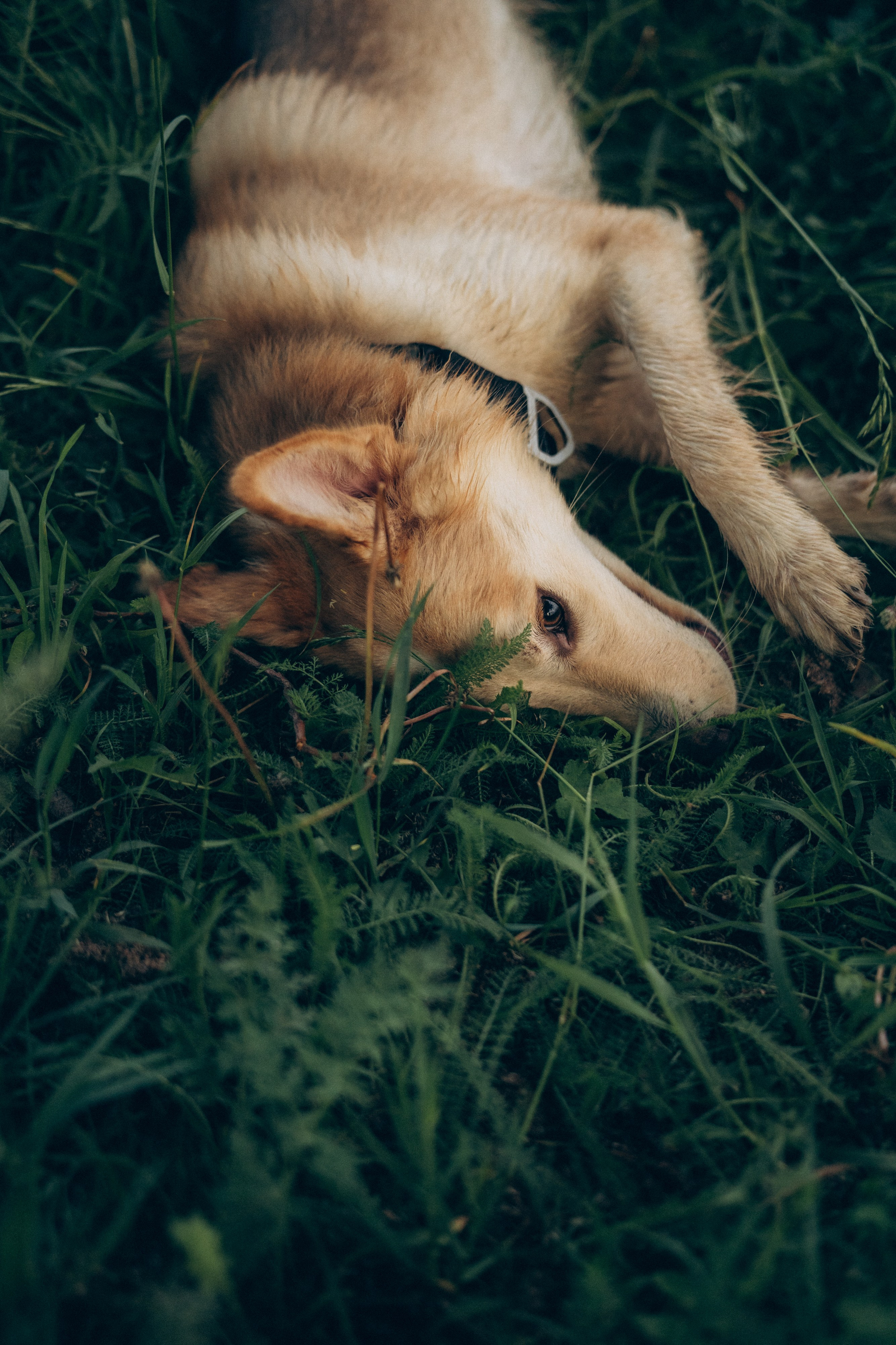Соня и Кора. Фотограф анималист в Москве и Санкт-Петербурге Свиридова Анна