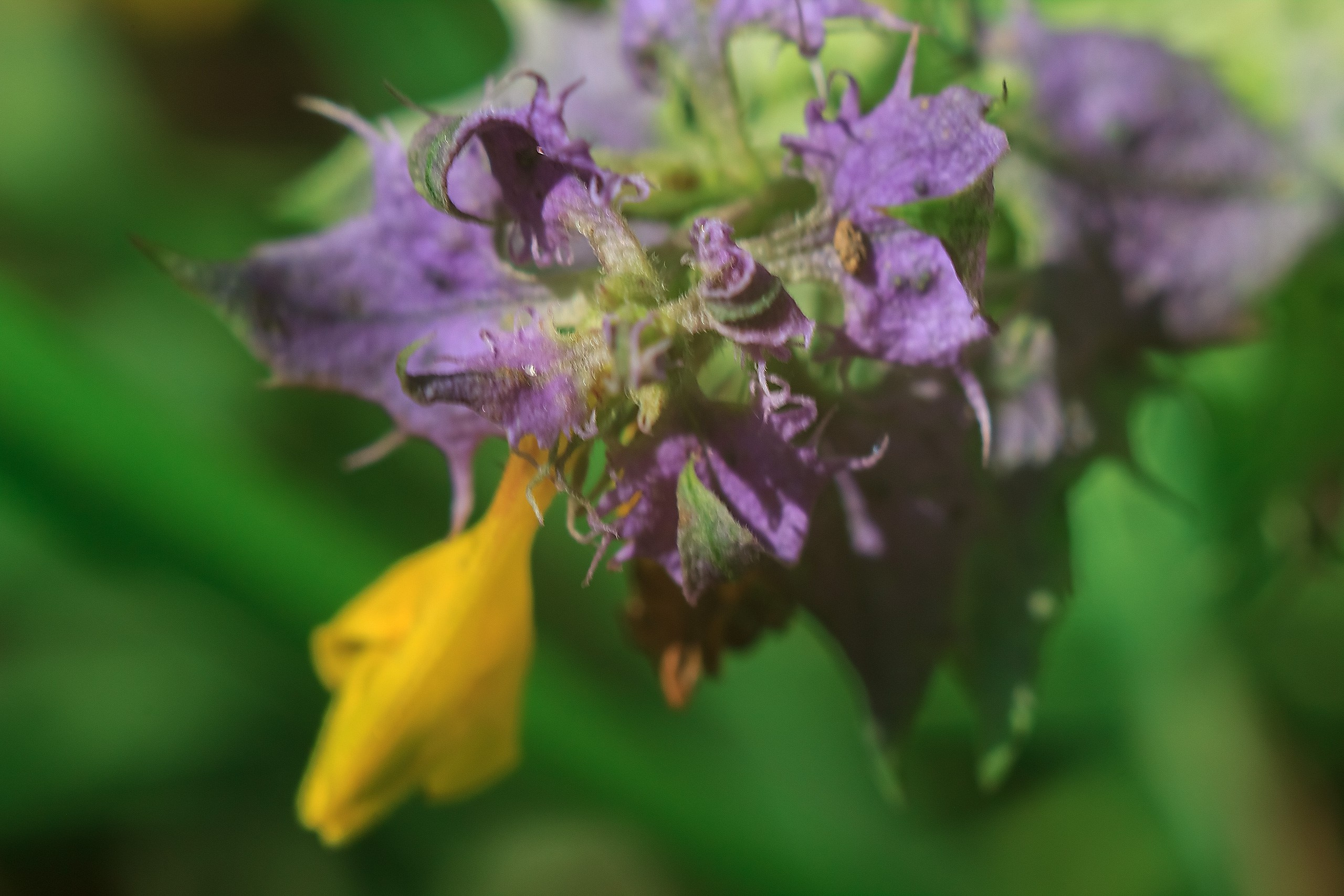 Великое в Малом. Аmat Victoria Сuram