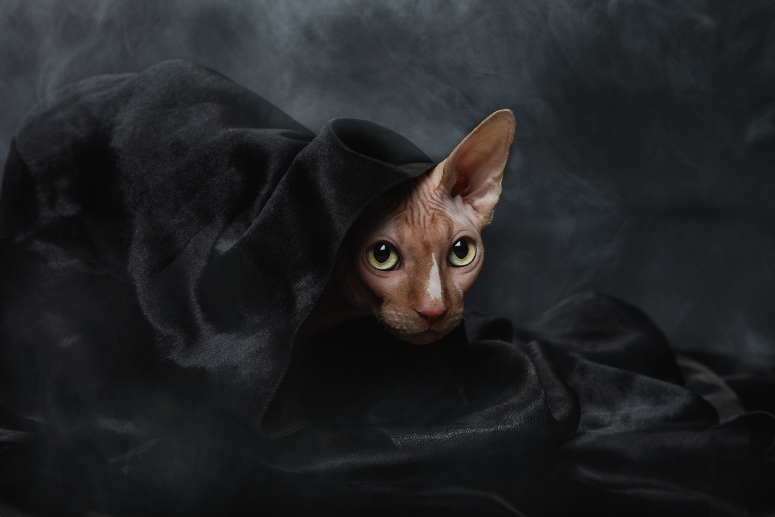 Кошки. Фотограф-анималист Юлия Зубкова