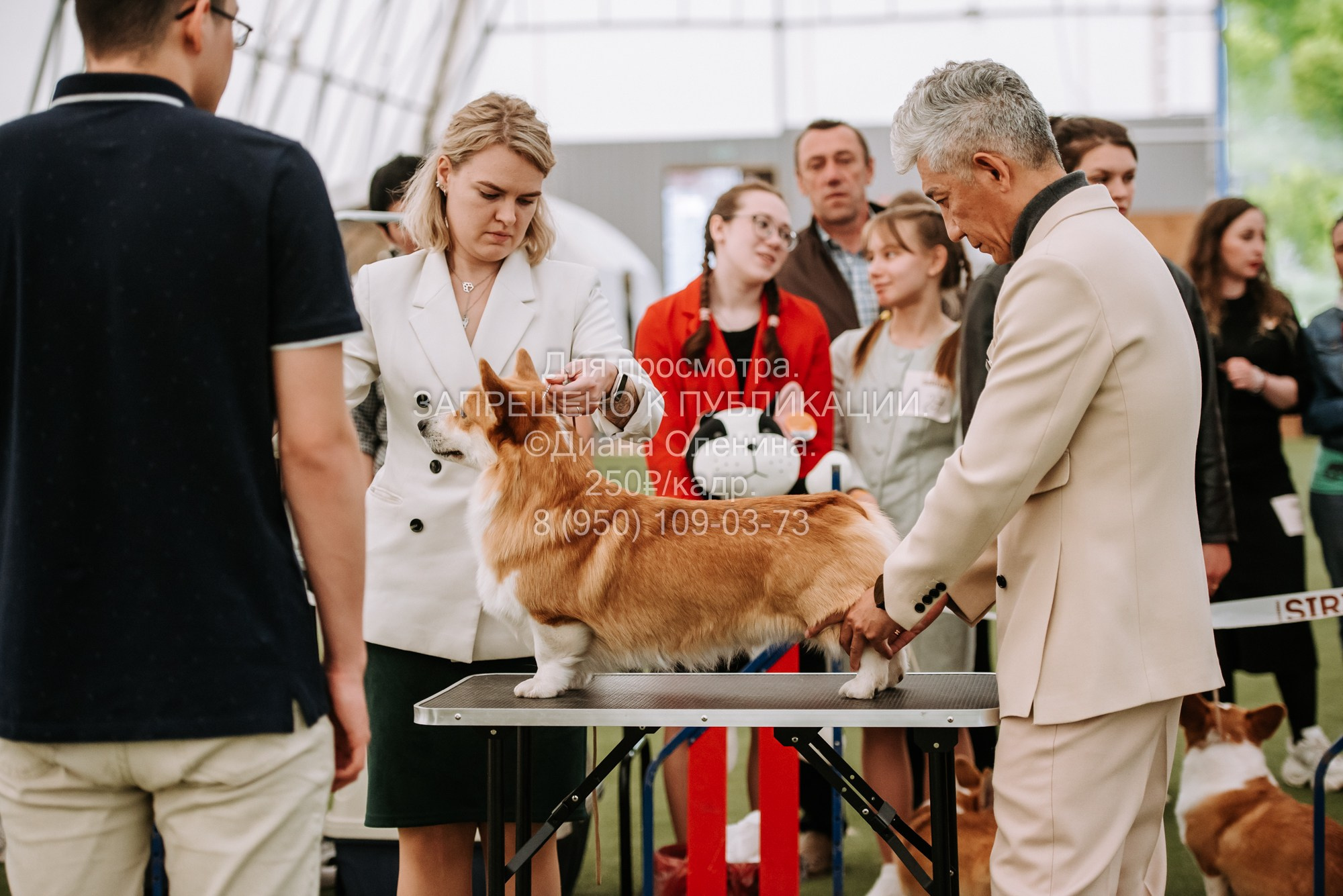 Выставка собак Красноярск 2.06. Фотограф Диана Оленина Красноярск / Братск