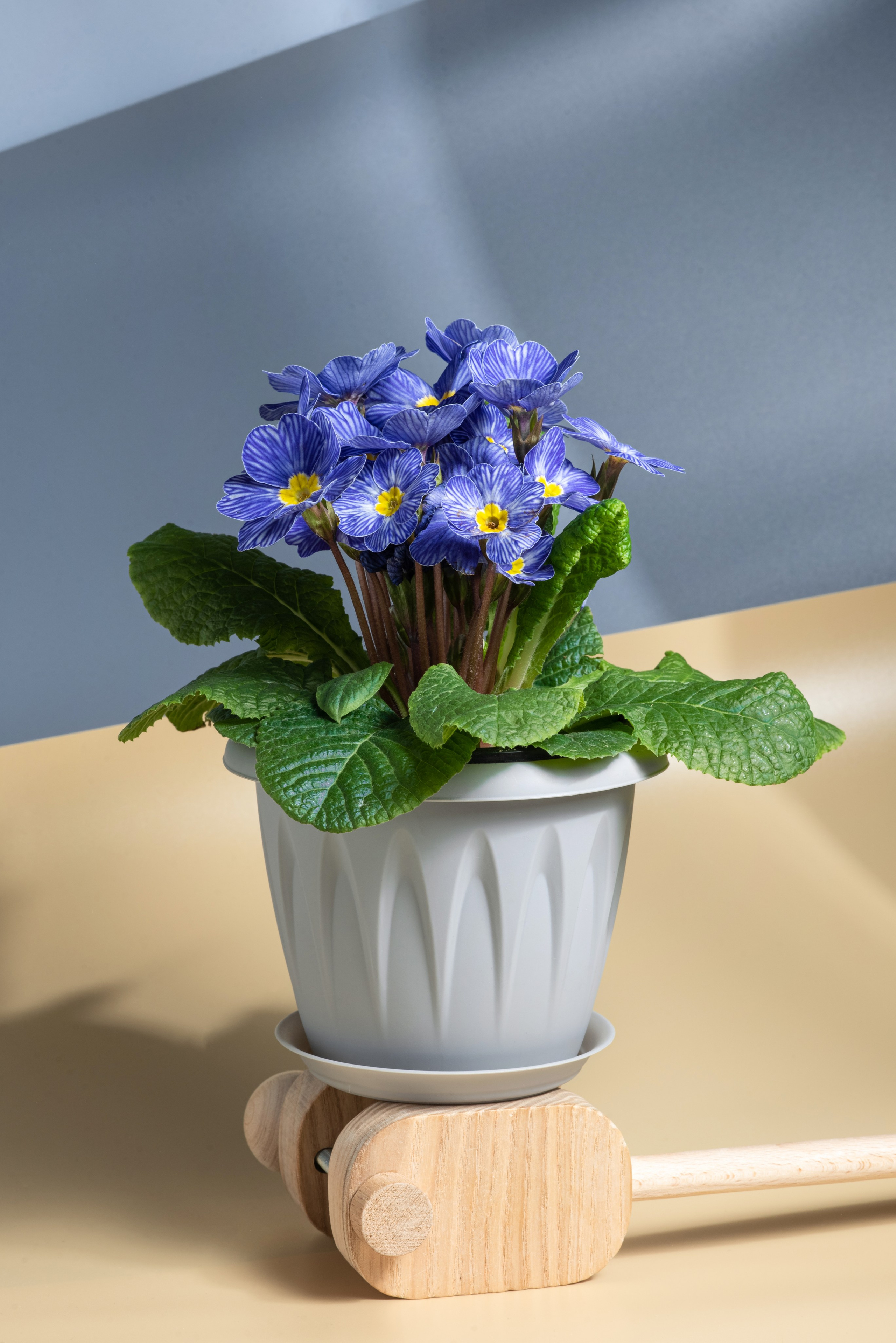 Beauty. Фотограф в Москве Дмитровская Дарья