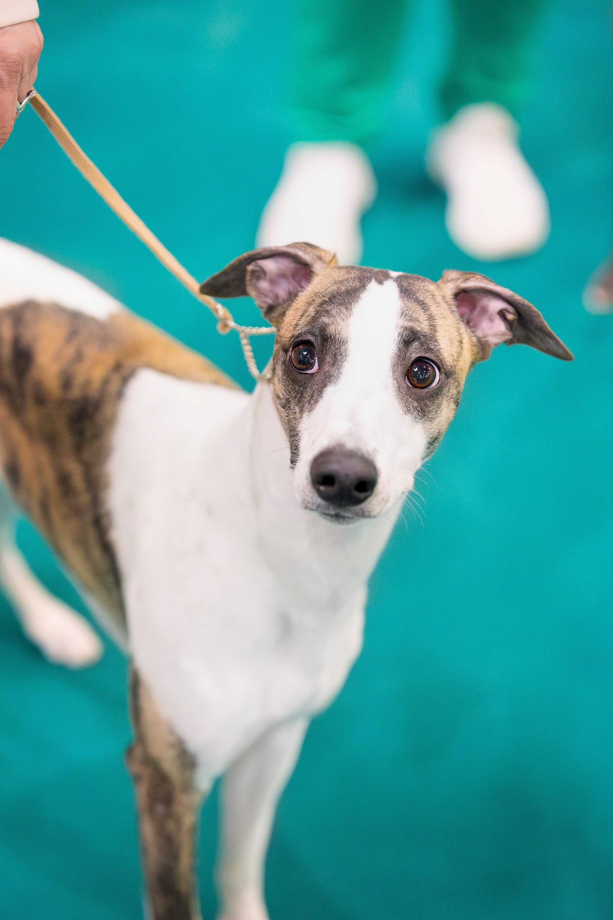 Крокус 10.02. Фотограф анималист, семейный фотограф, фотограф собак Комратова Мария. г. Москва