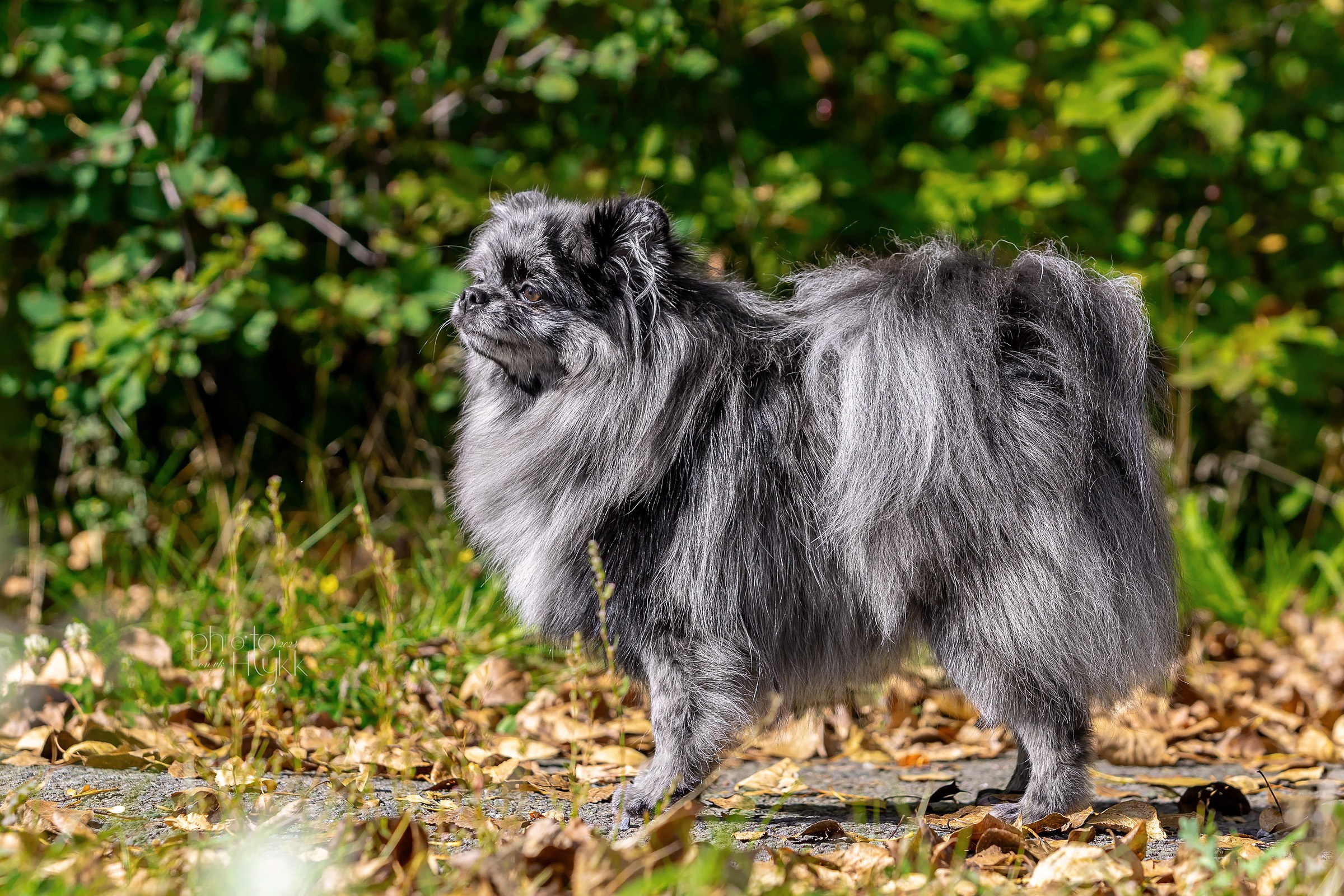 7 сентября 2024, Выставка СКОР, г. Пермь. Htykk_photo