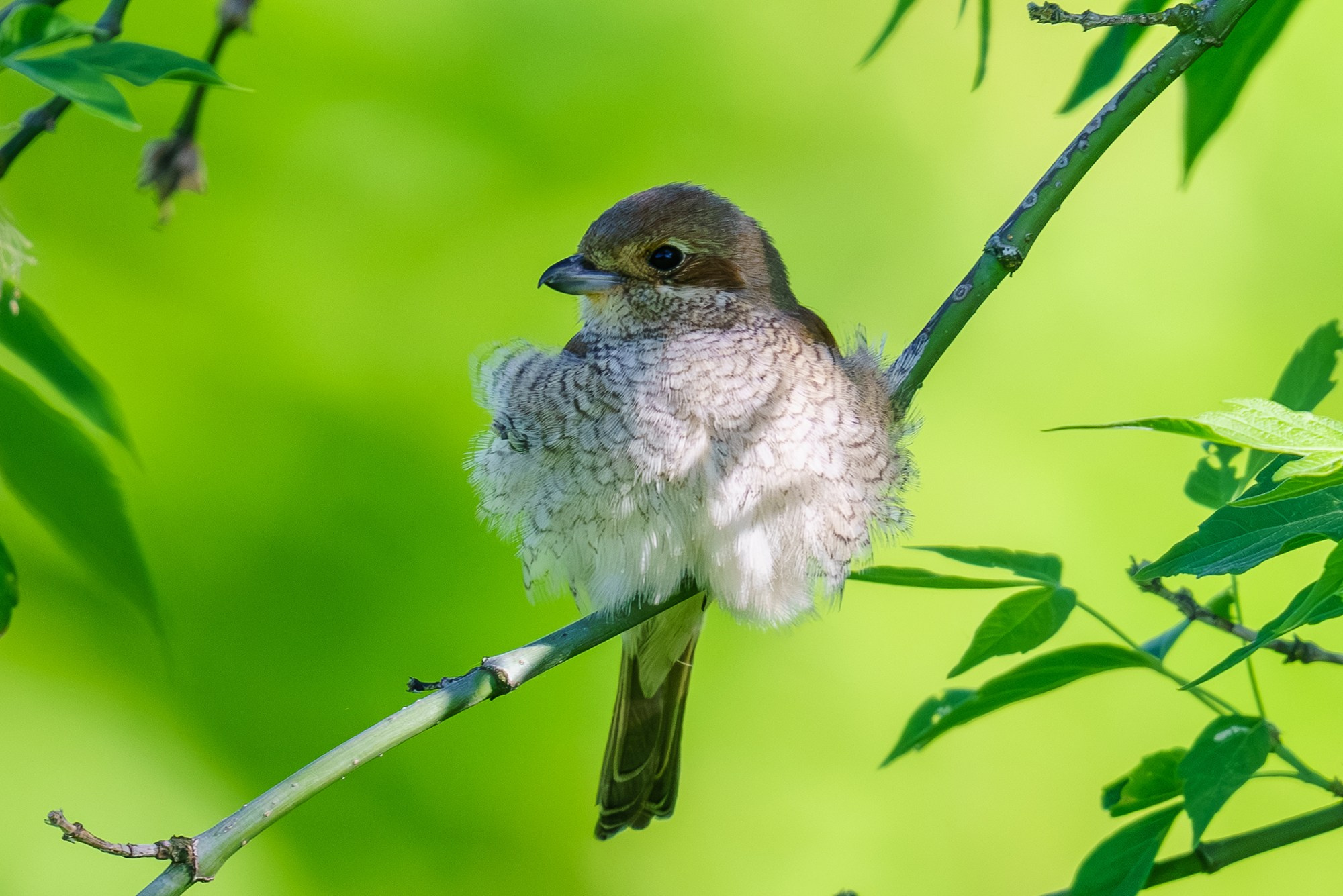 Удивительные мир птиц. Вокруг нас столько прекрасного — присмотритесь!. Ваш личный фотограф Марина Волкова