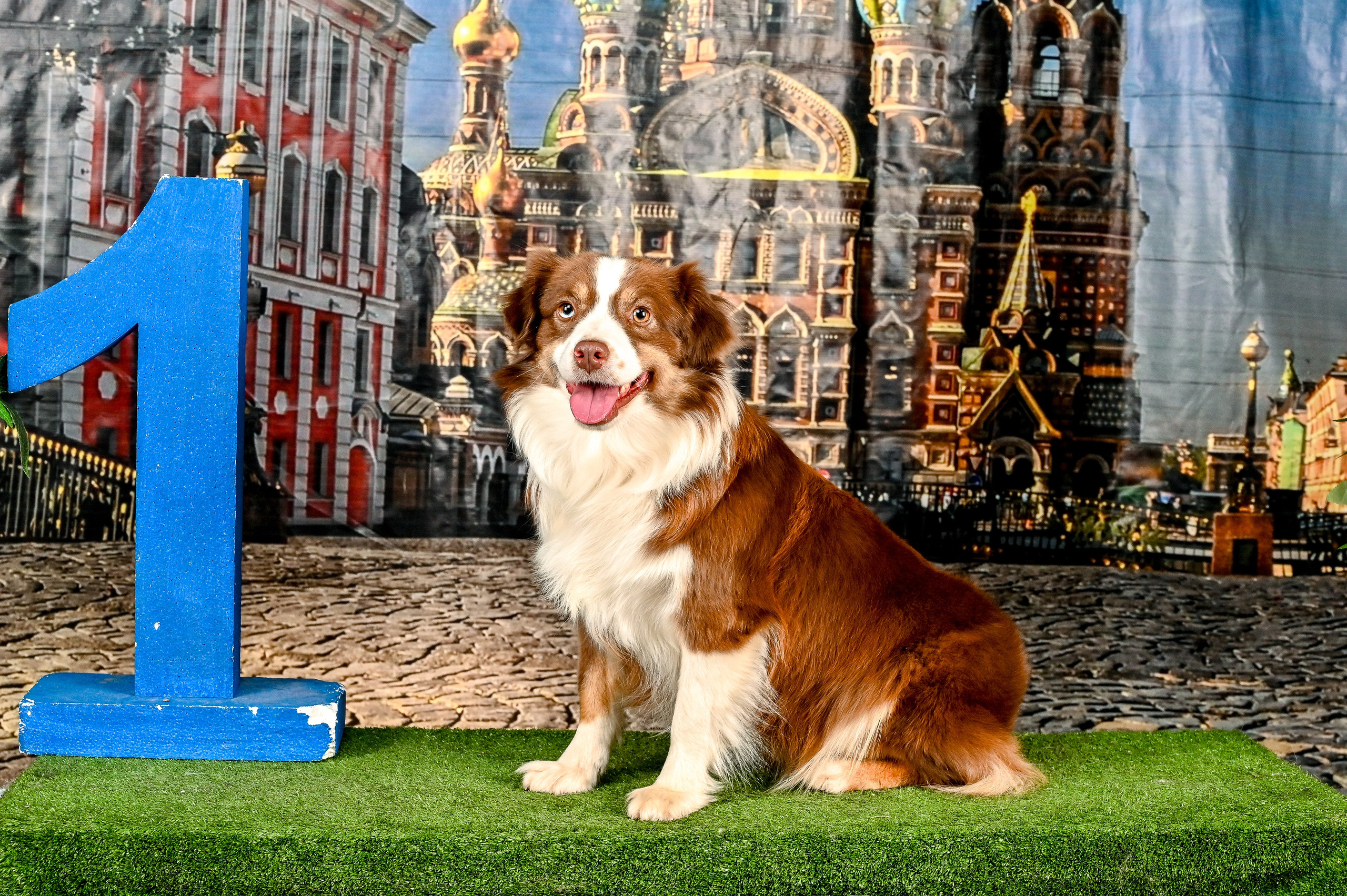 Выставка Клубы «Фауна» и «Догсити» 21-22 Июня 2025 «Пёсбург». Фотограф-анималист в СПб