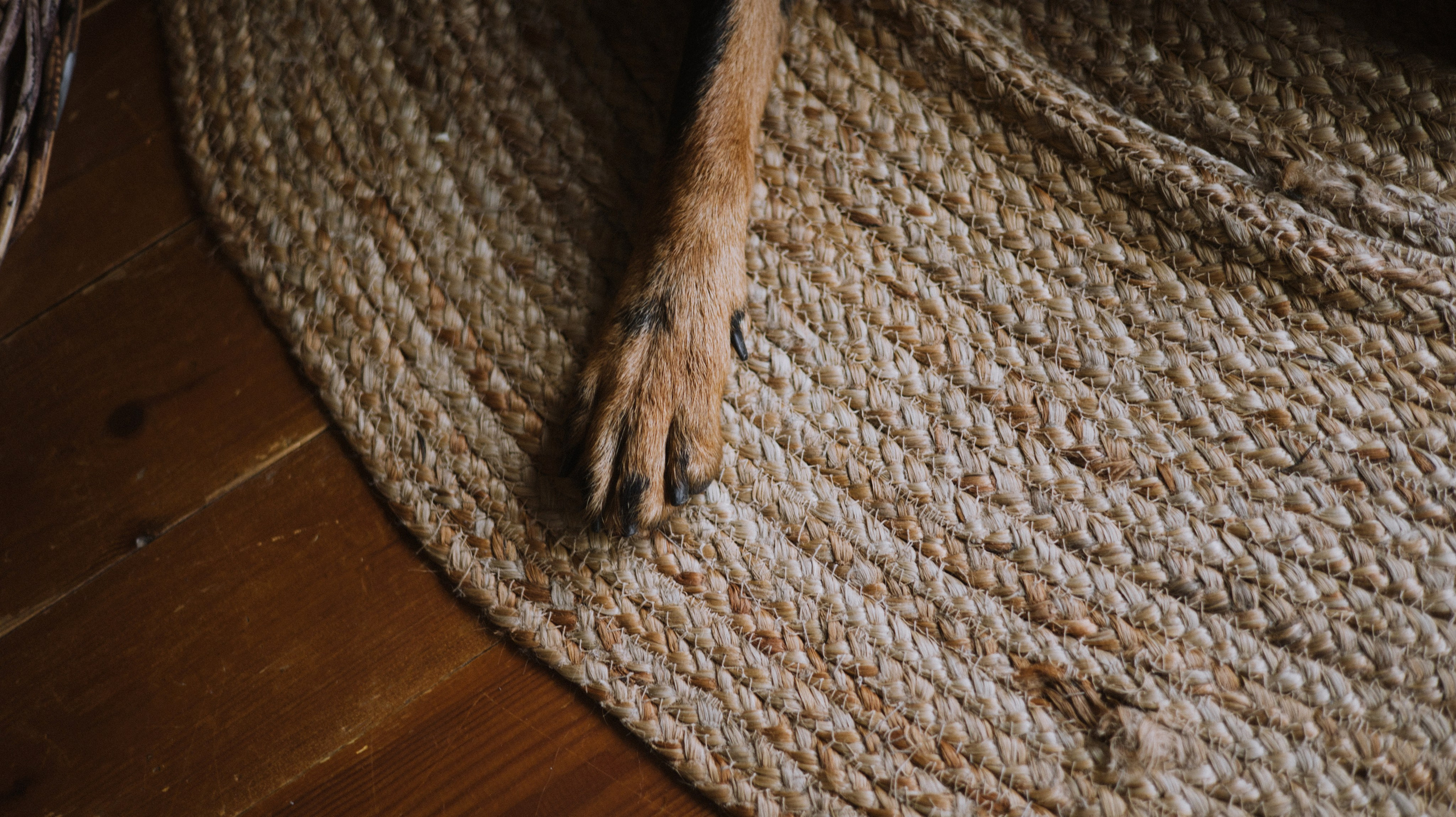 Полина и Зевс. Фотограф-анималист Богданова Полина