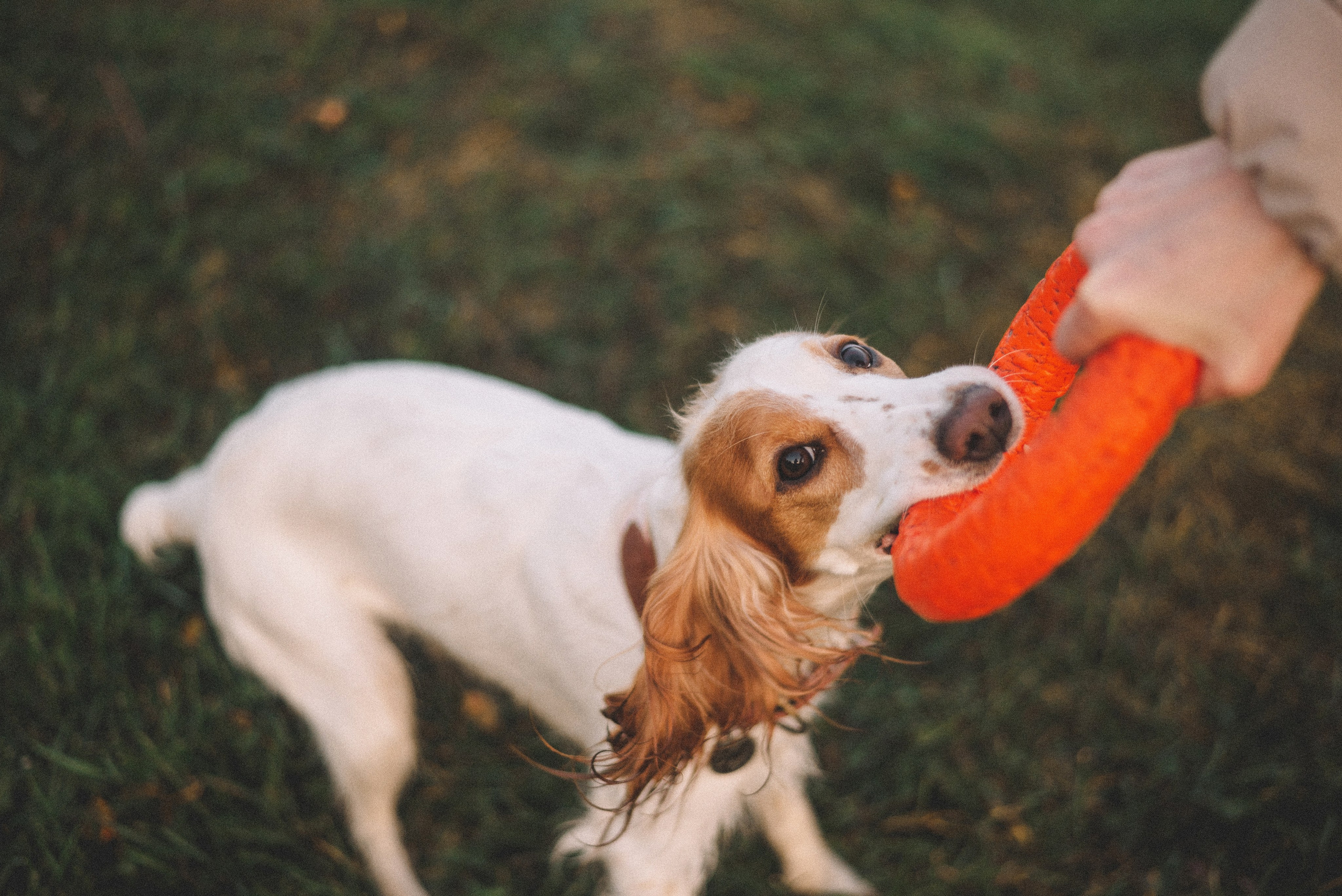 Маша и Вега. Фотограф-анималист Богданова Полина