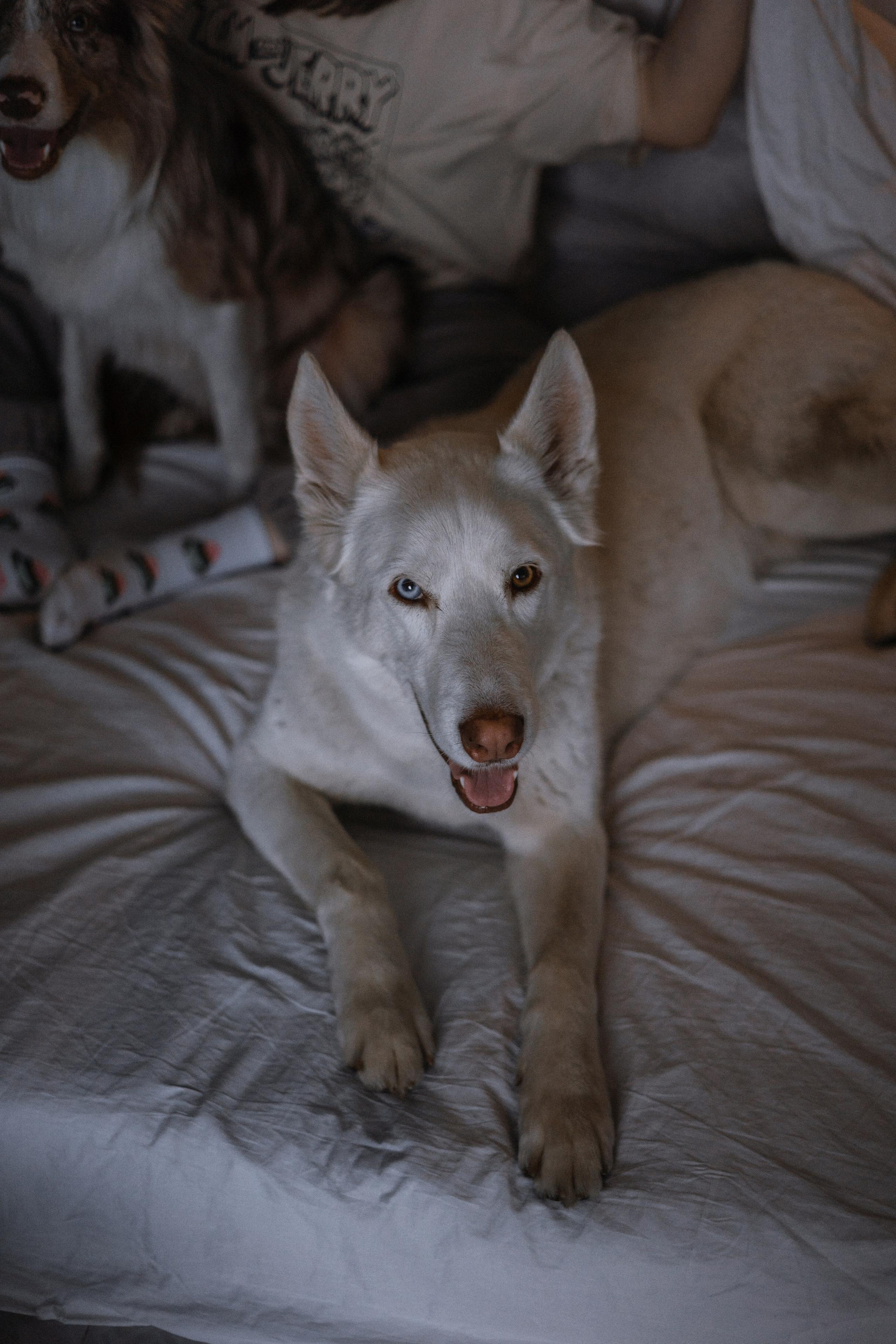 Аня, Дэймон и Грэй. Фотограф-анималист Богданова Полина