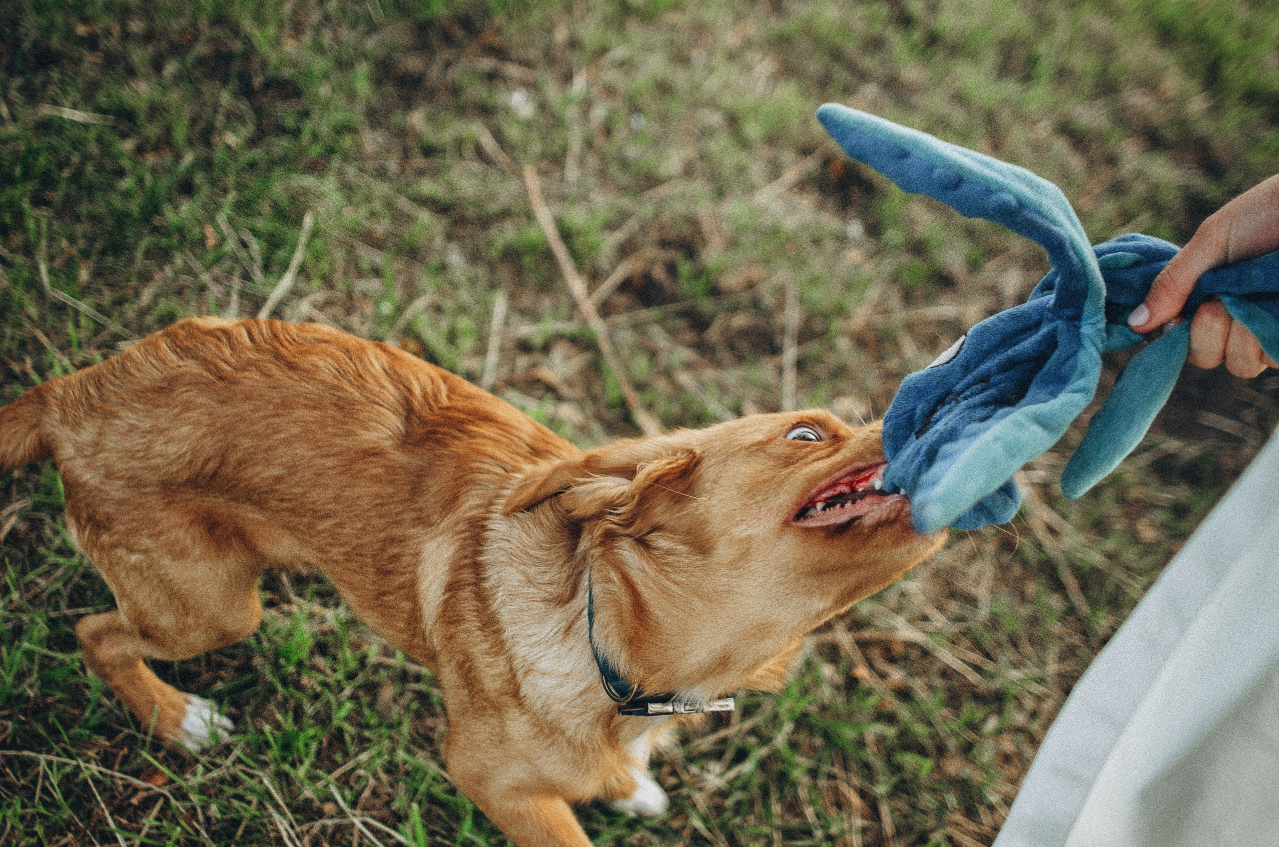 Вика и Хардин. Фотограф-анималист Богданова Полина