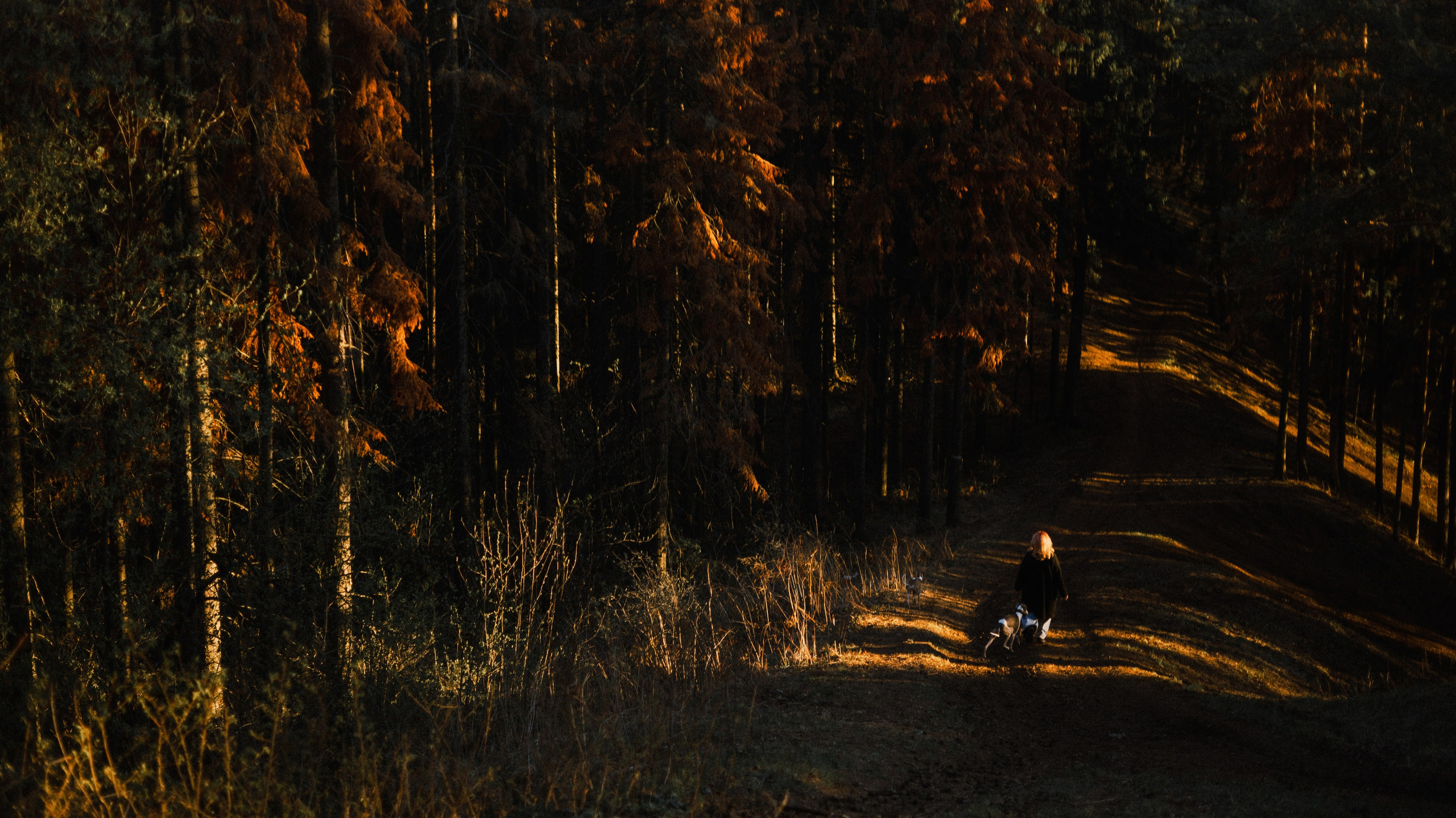 Вика, Джем и Белла. Фотограф-анималист Богданова Полина
