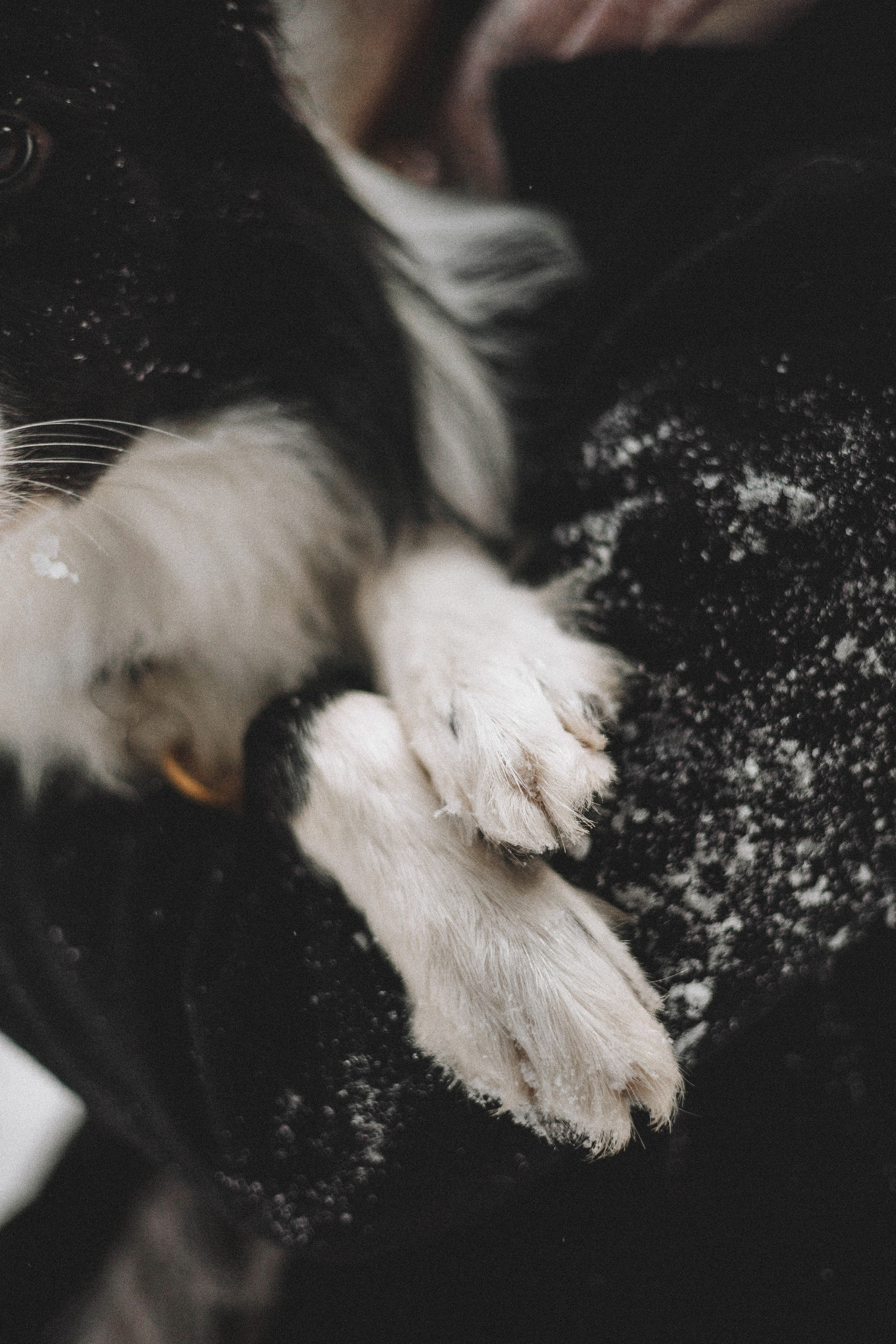 Алина и Найт. Фотограф-анималист Богданова Полина