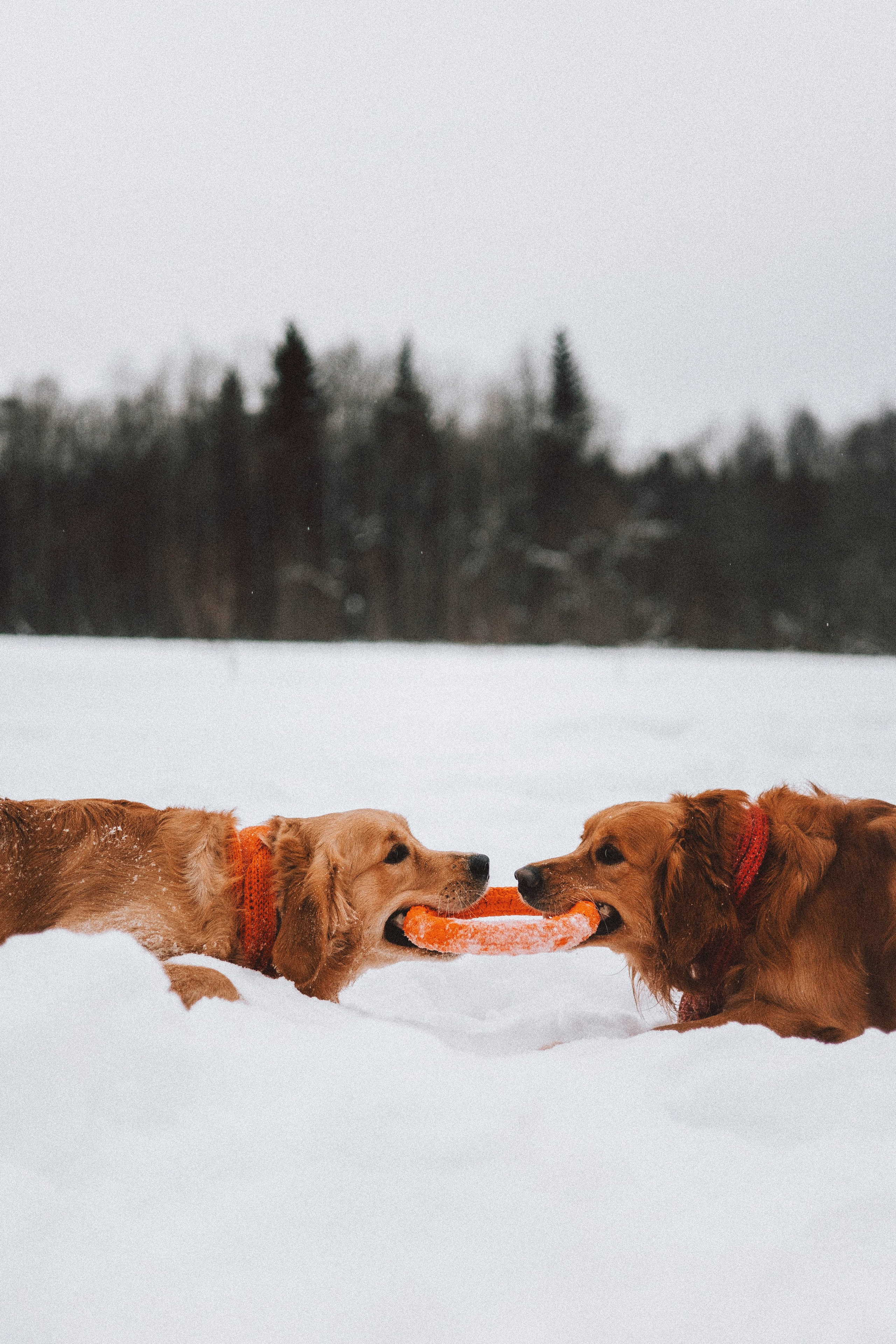 Саша, Юля, Грэй и Джой. Фотограф-анималист Богданова Полина