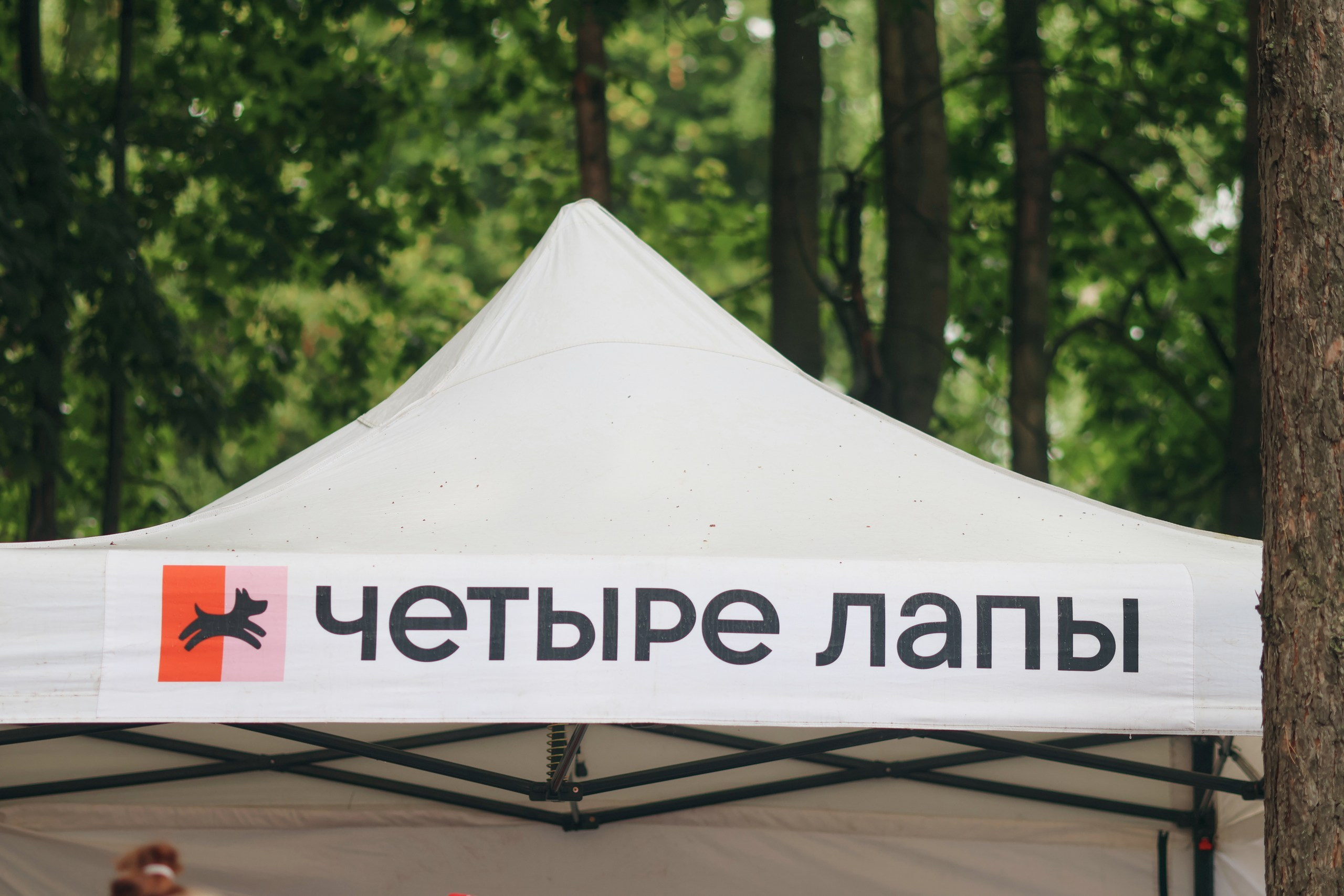 Четыре Лапы. Свадебный и репортажный фотограф Дмитрий Кононенко