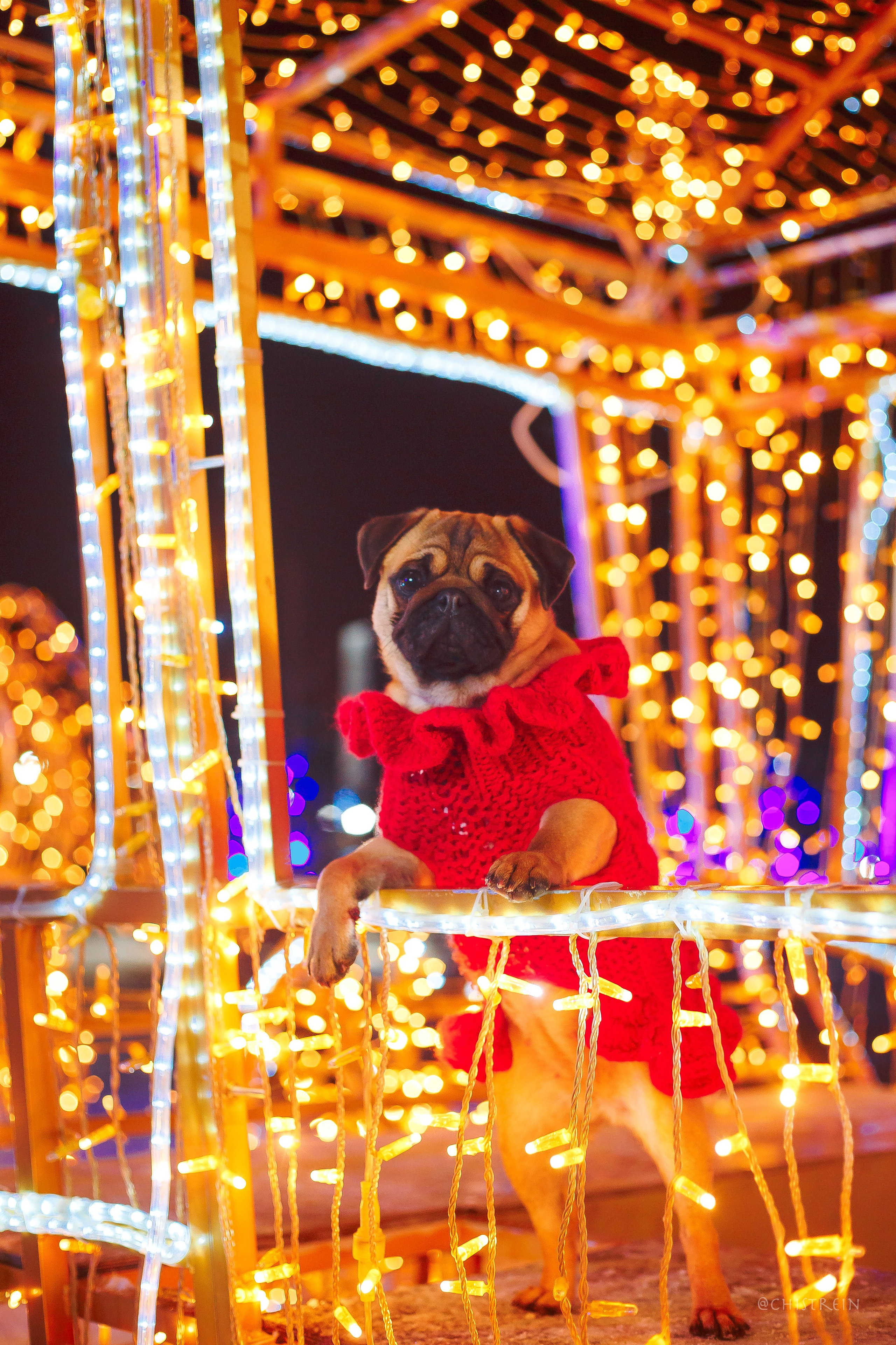 Новогоднее настроение. Роза. Фотограф-анималист Наталия Чистюхина в г. Сосновый Бор и ЛО