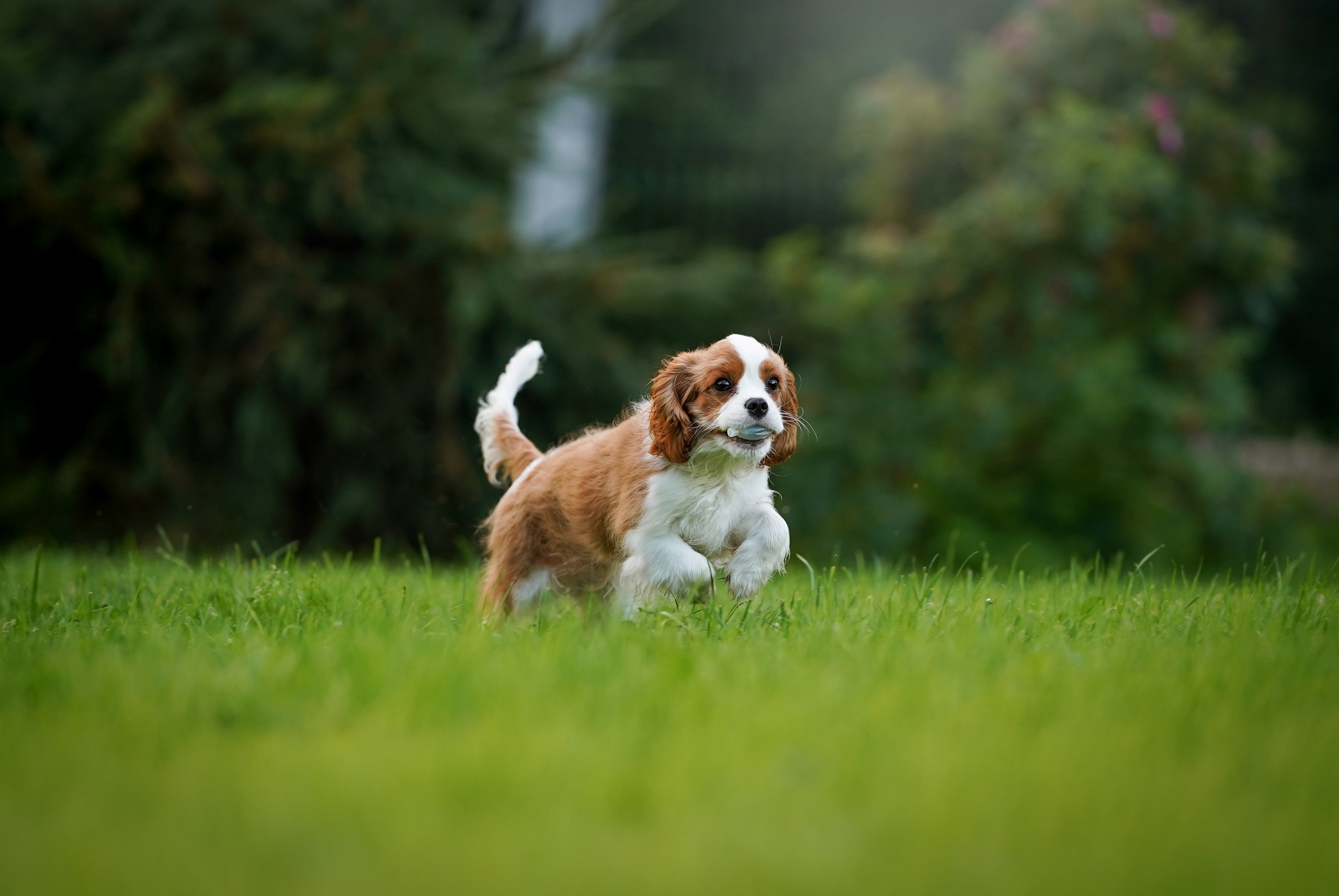 Щенуля кавалера. Фотограф-анималист в Санкт-Петербурге Яна Мартынова