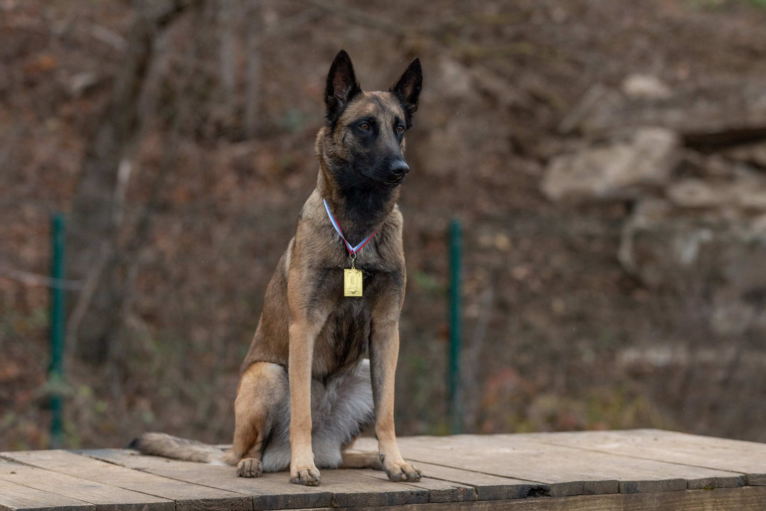 Вера и Чейз на экзамене ОКД. Фотограф-анималист в Калуге Мария Шерскова