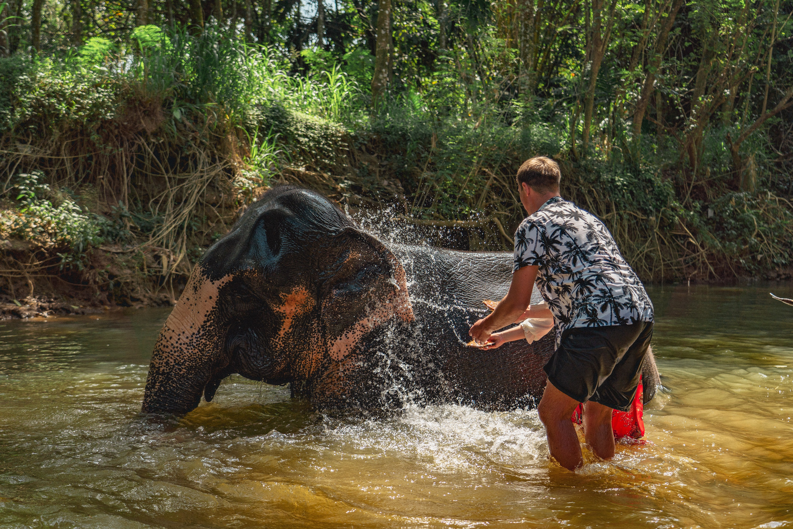 Bathing with elephants in Pinnawala, Botanical Garden