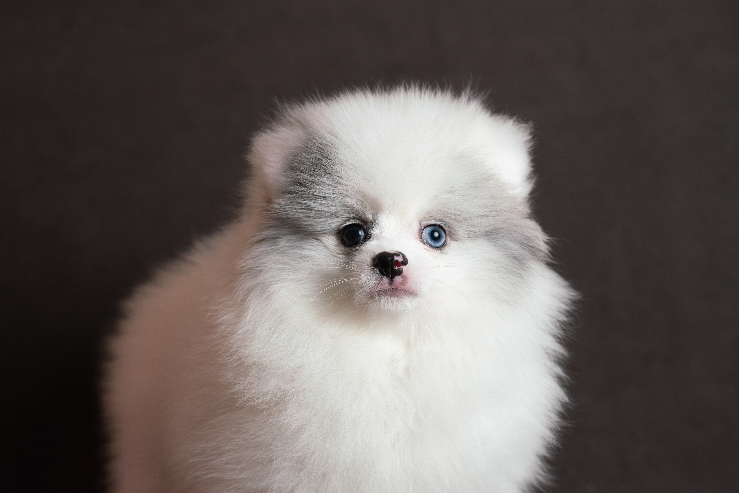 Шпицы. Фотограф анималист Осипчикова Мария