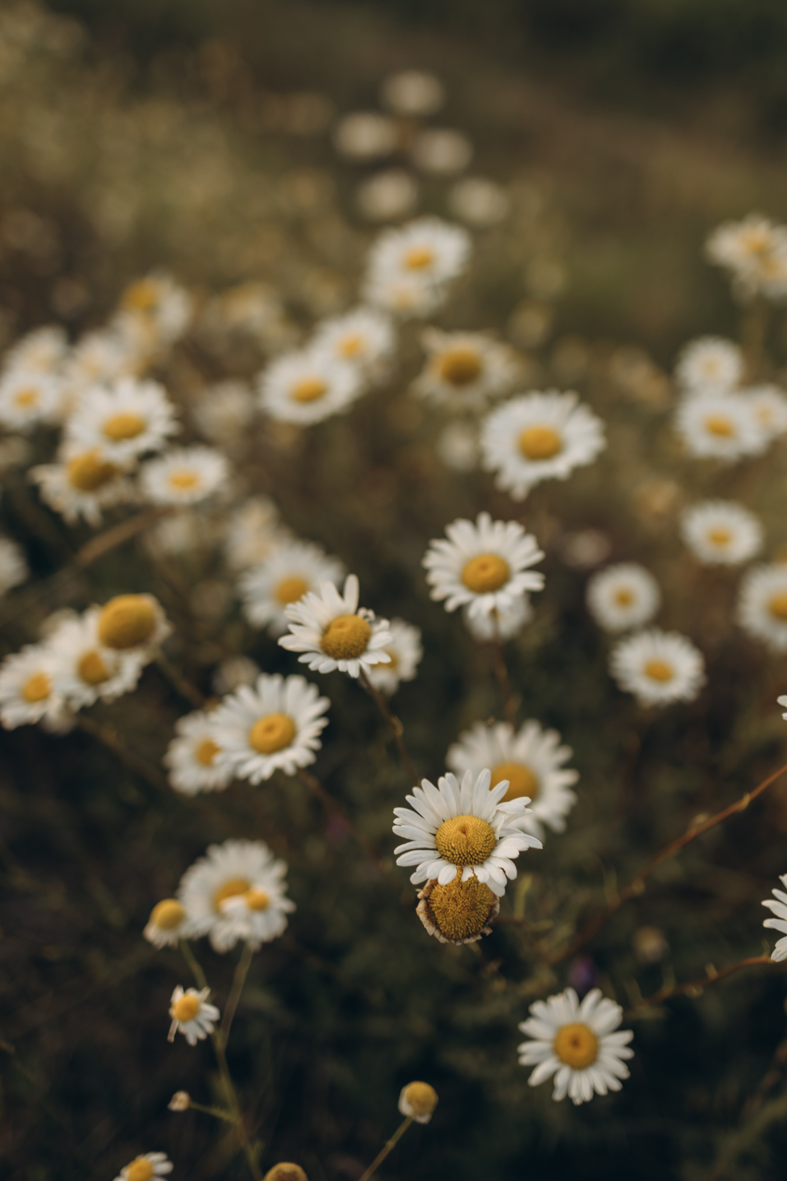 Фотограф в Иваново и Суздале