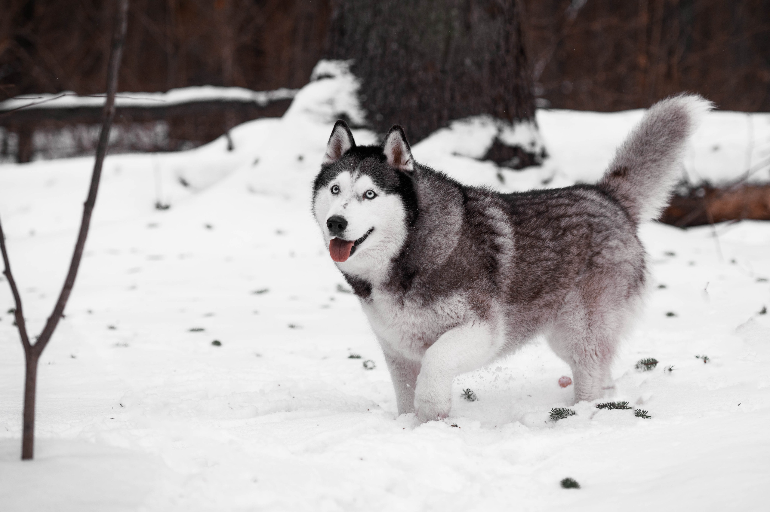 Шанель. Фотограф-анималист