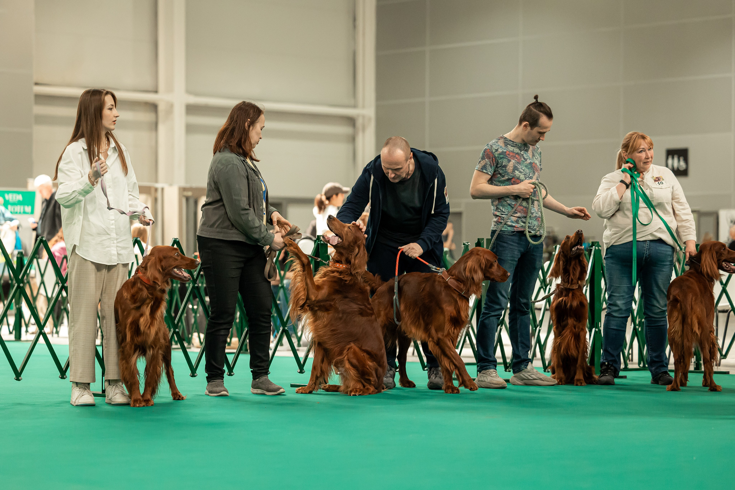Выставка сеттеров 19.05.24