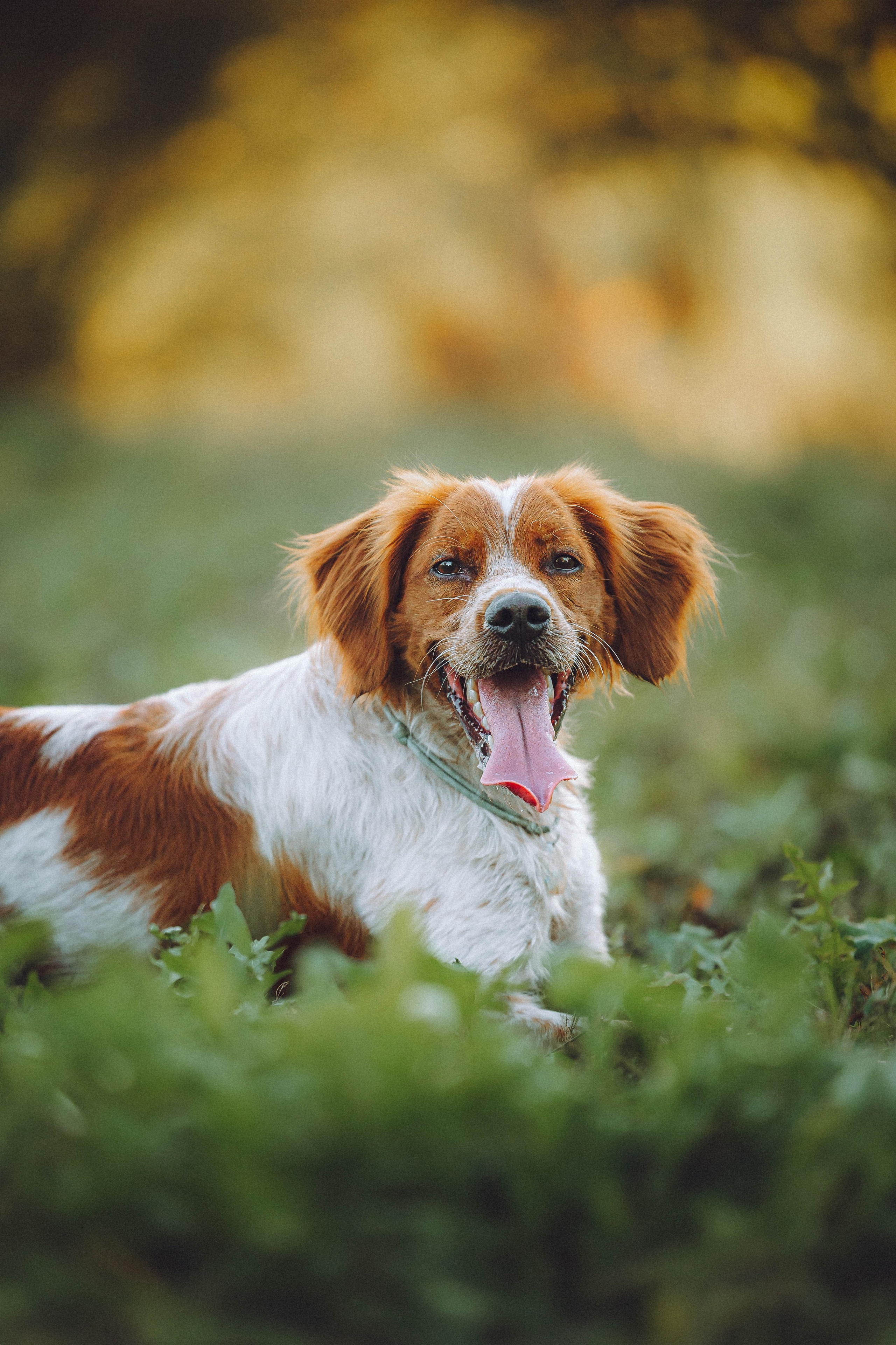 Камри и Пафи
