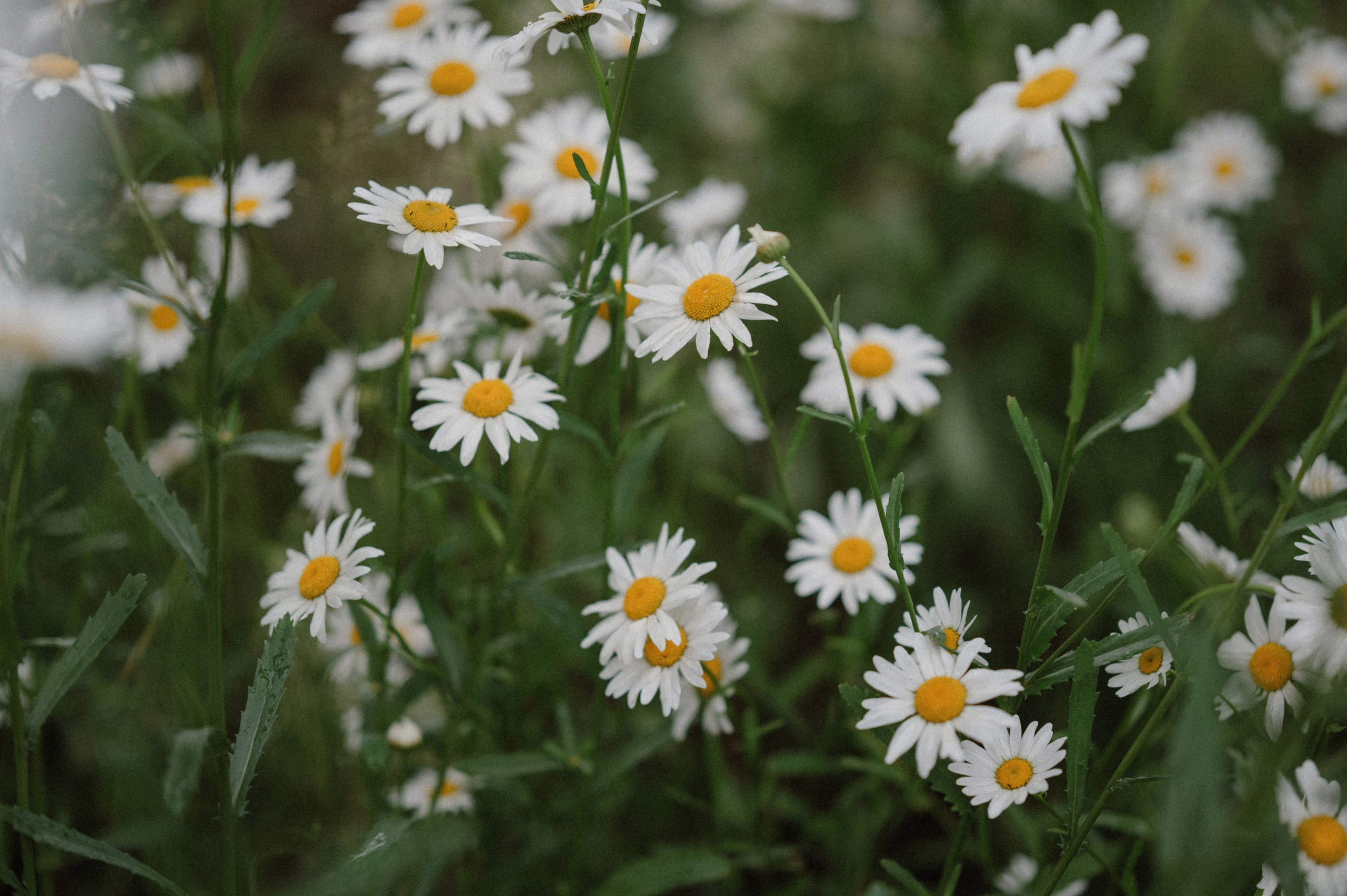 Лиза и Саша. Фотограф Александр Смирнов