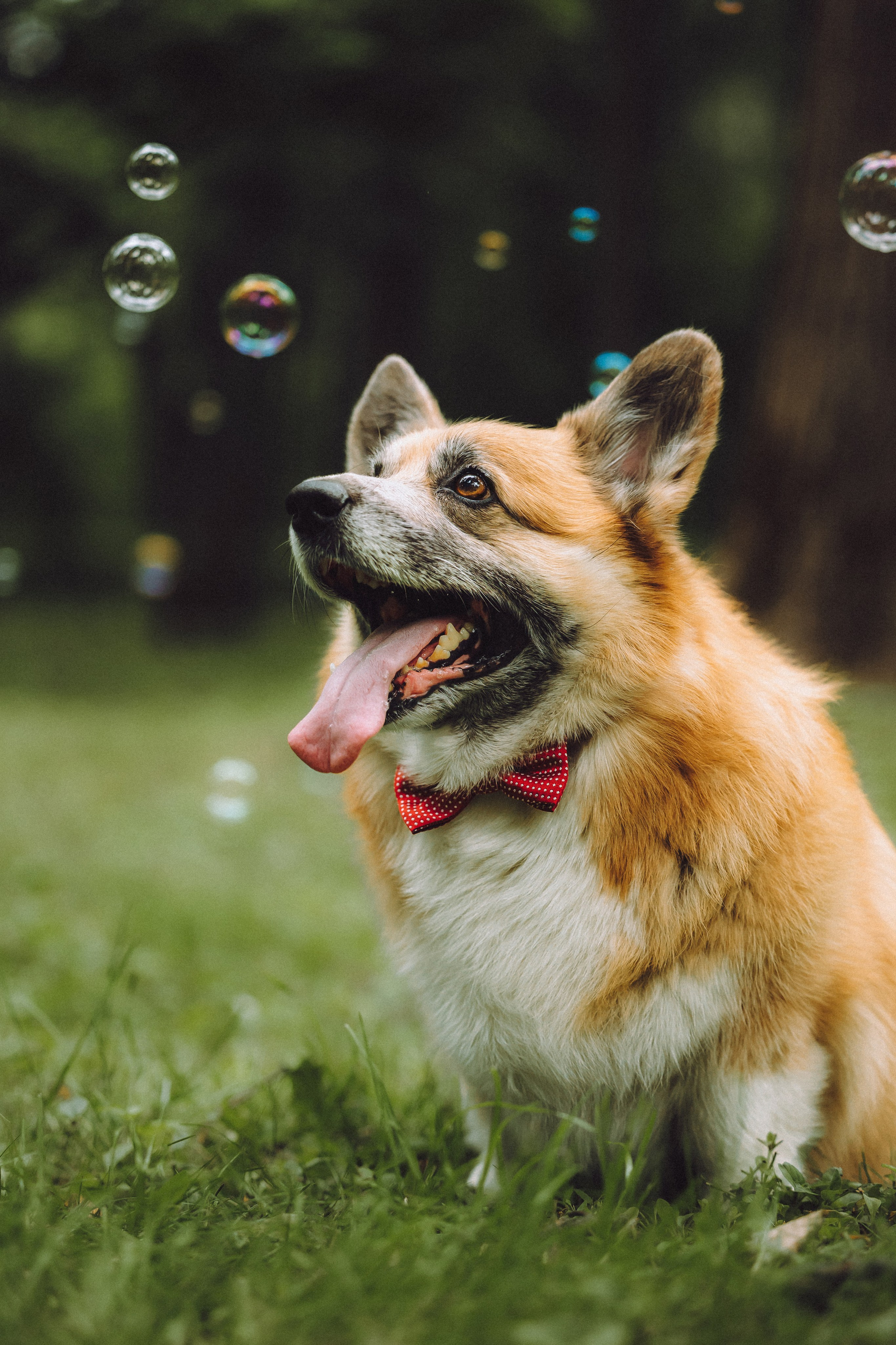 Ира, Леша и Харли