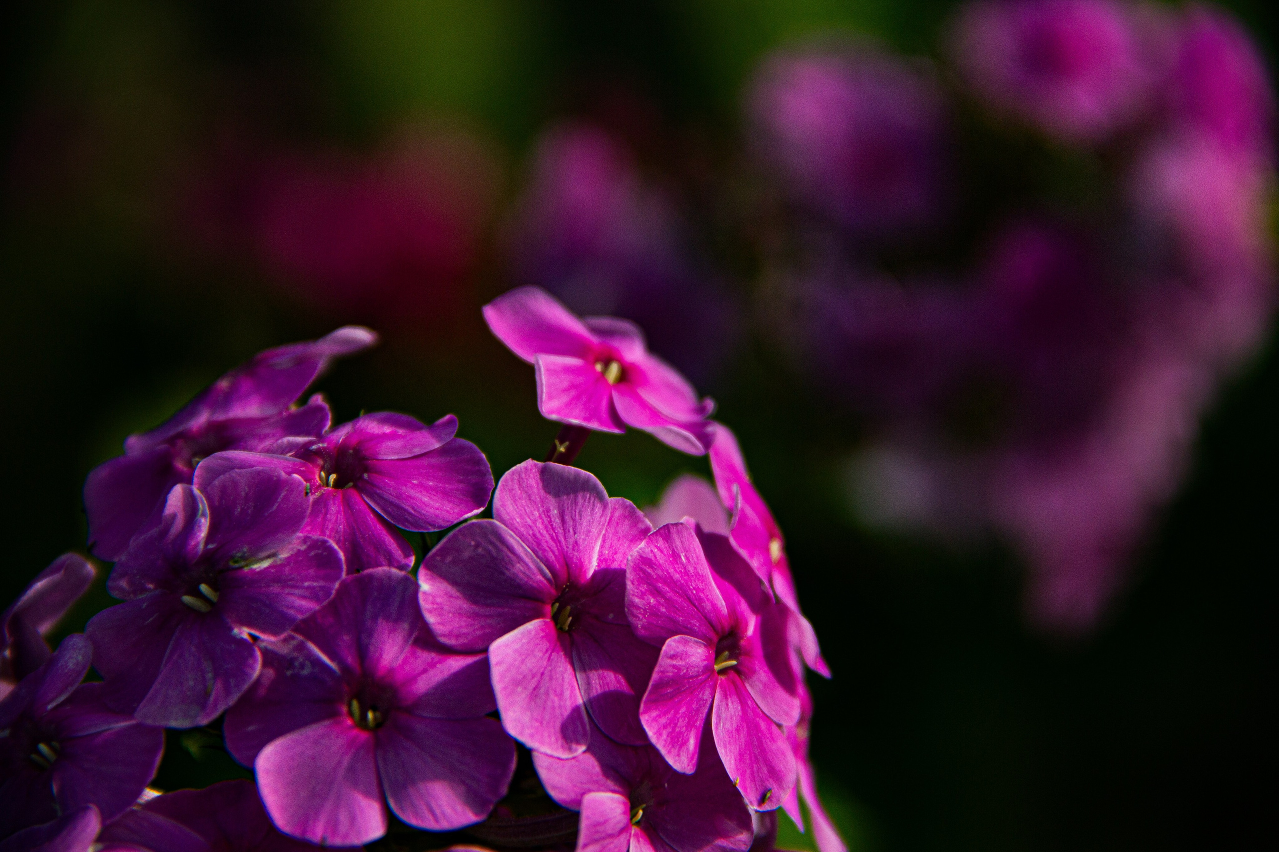 Subject: в саду. Фотограф в Перми Любовь Огородова | Авторские туры