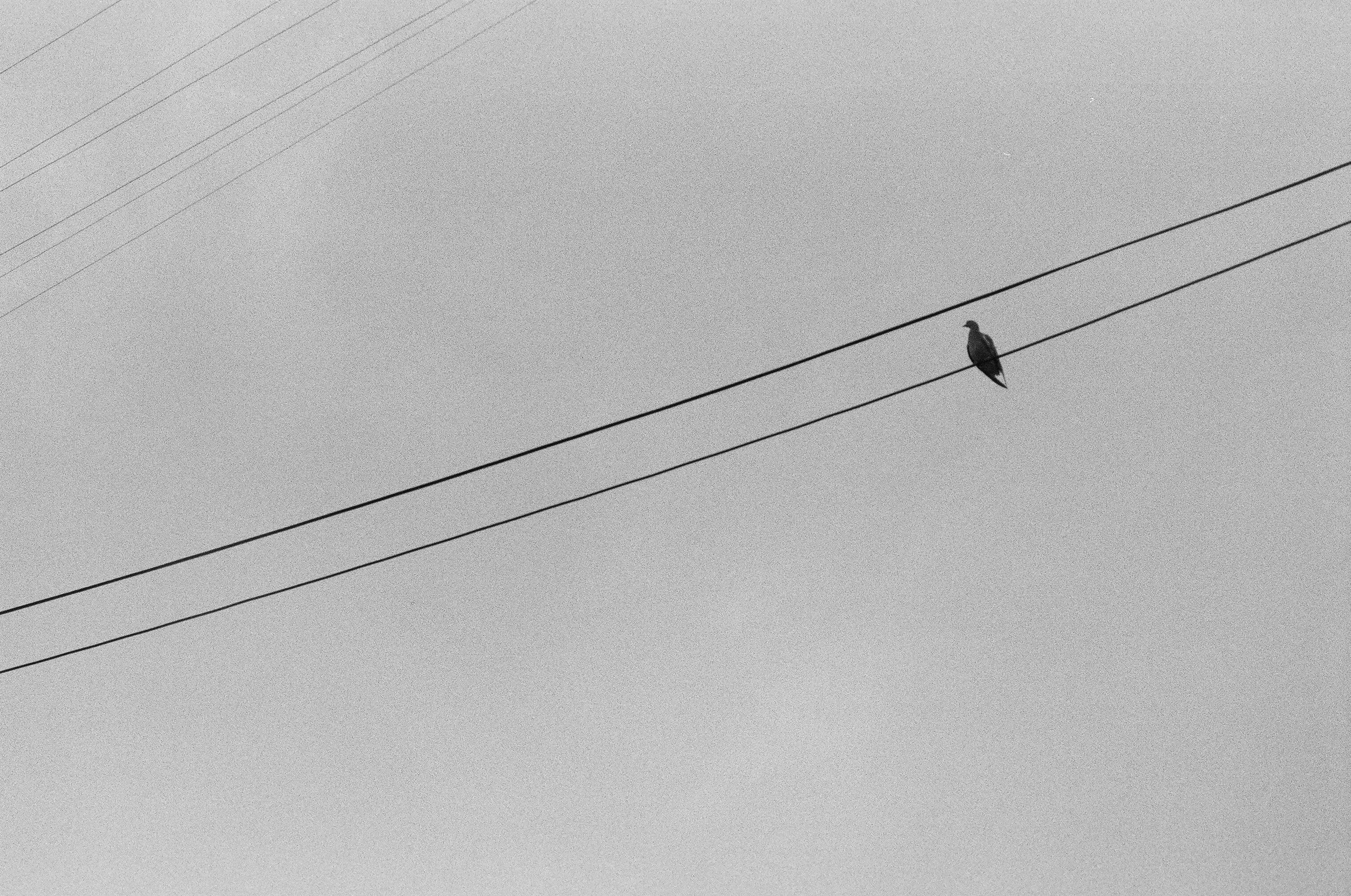 Фото на плёнку. Фотография Стремского