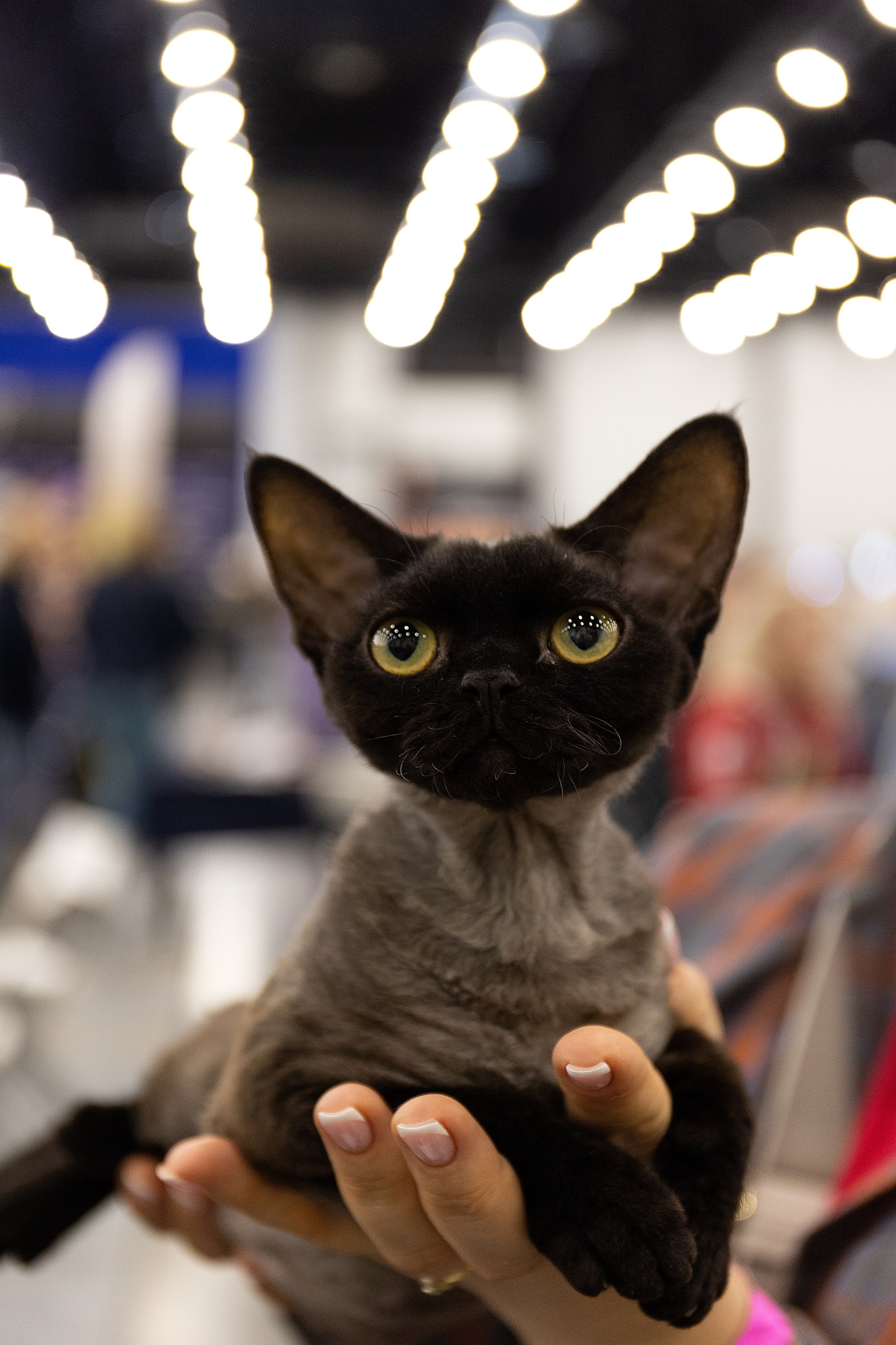 Анималистика