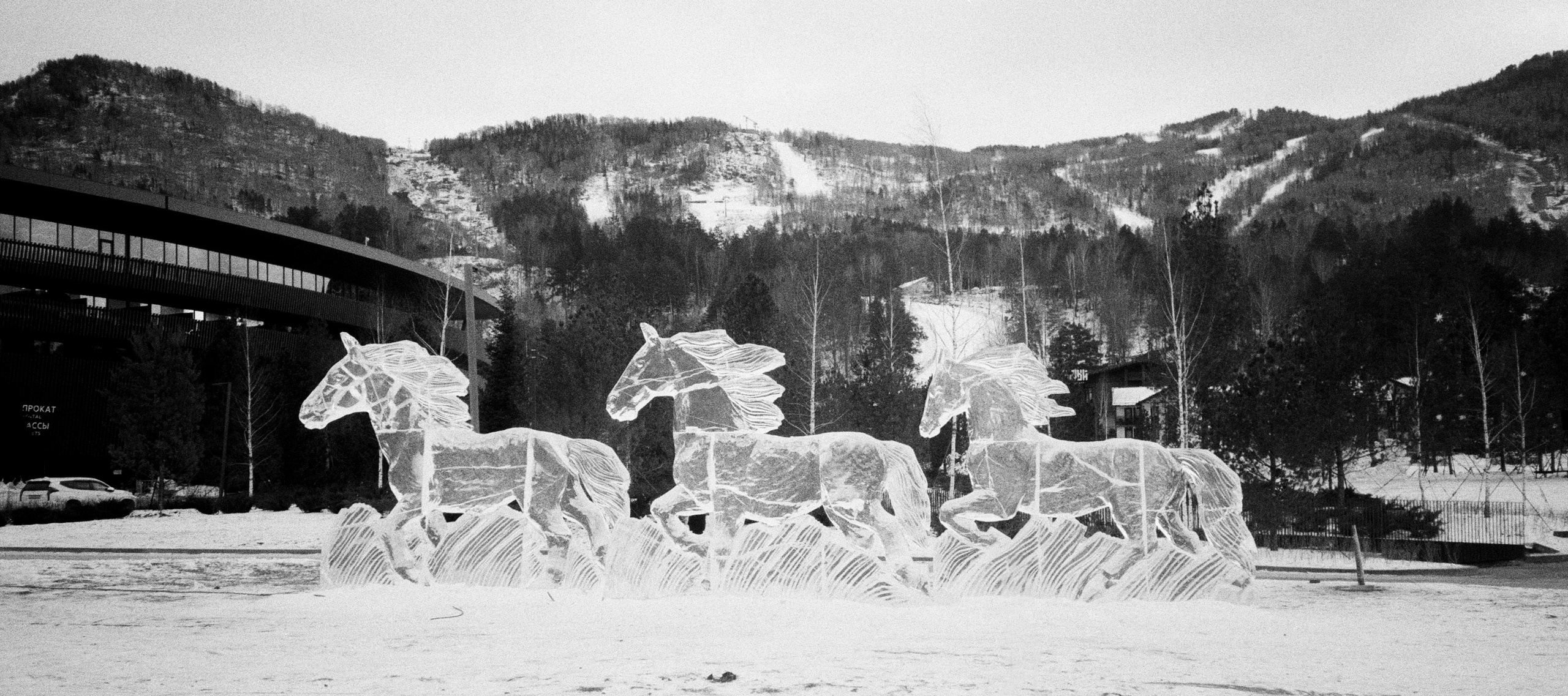 Olympus AF-10 SUPER / Ilford PAN 400 / Алтай, зима 2023 год