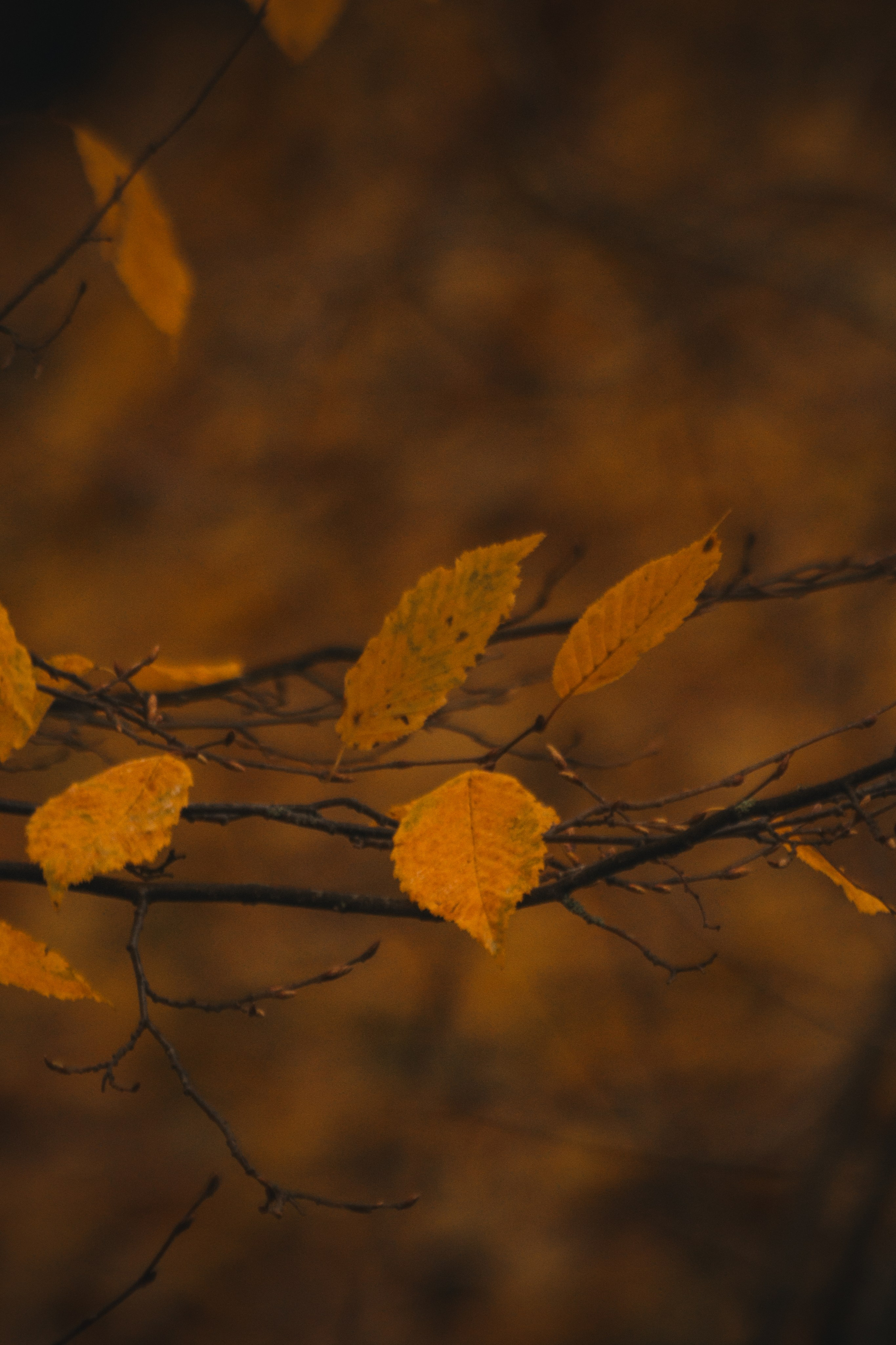 Ж Е Л Т Ы Й. — Digital Noise —