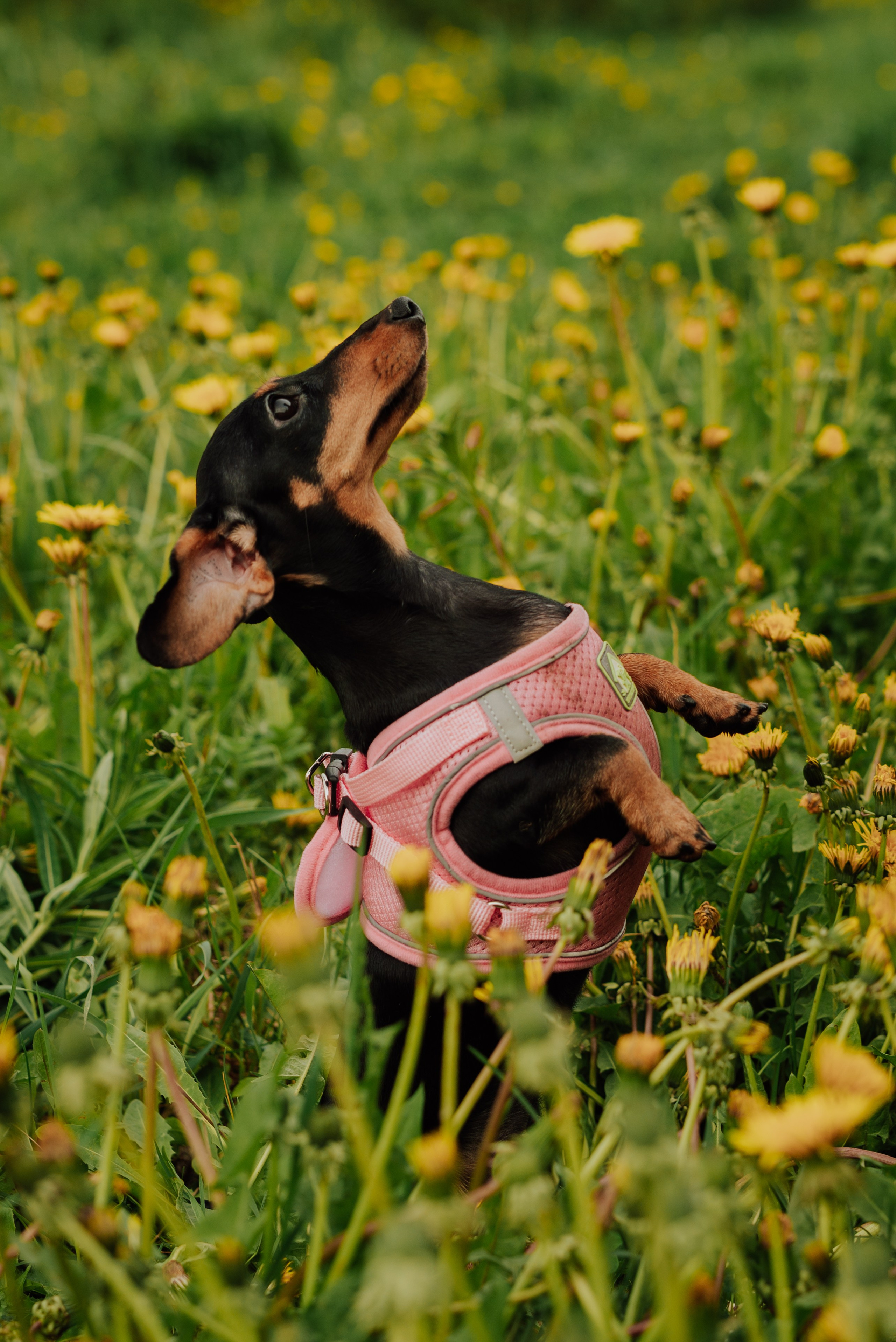 Животные. Фотограф в Санкт-Петербурге и Ленинградской области