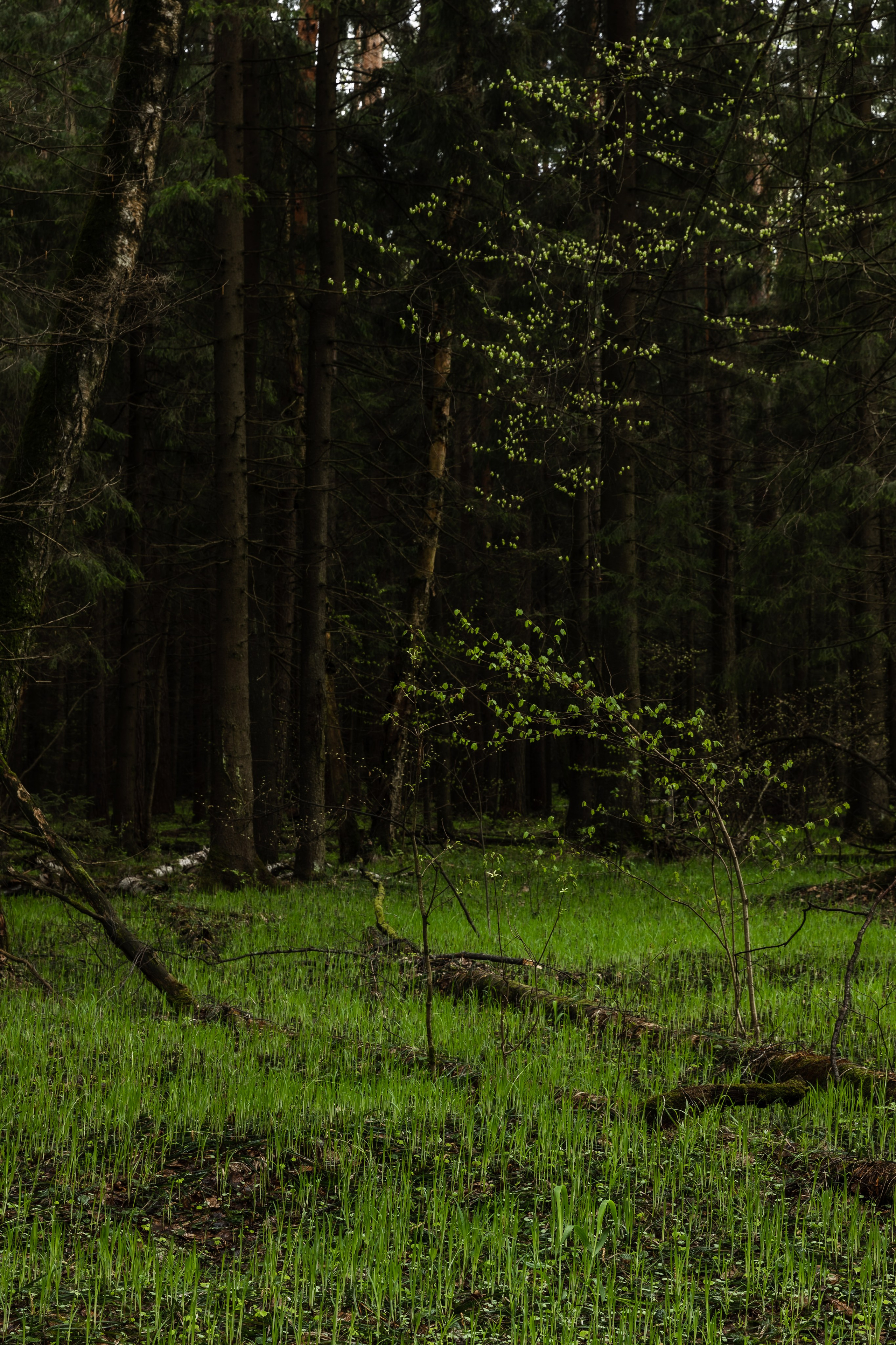 Лосиный остров, май 2023. Фотографии