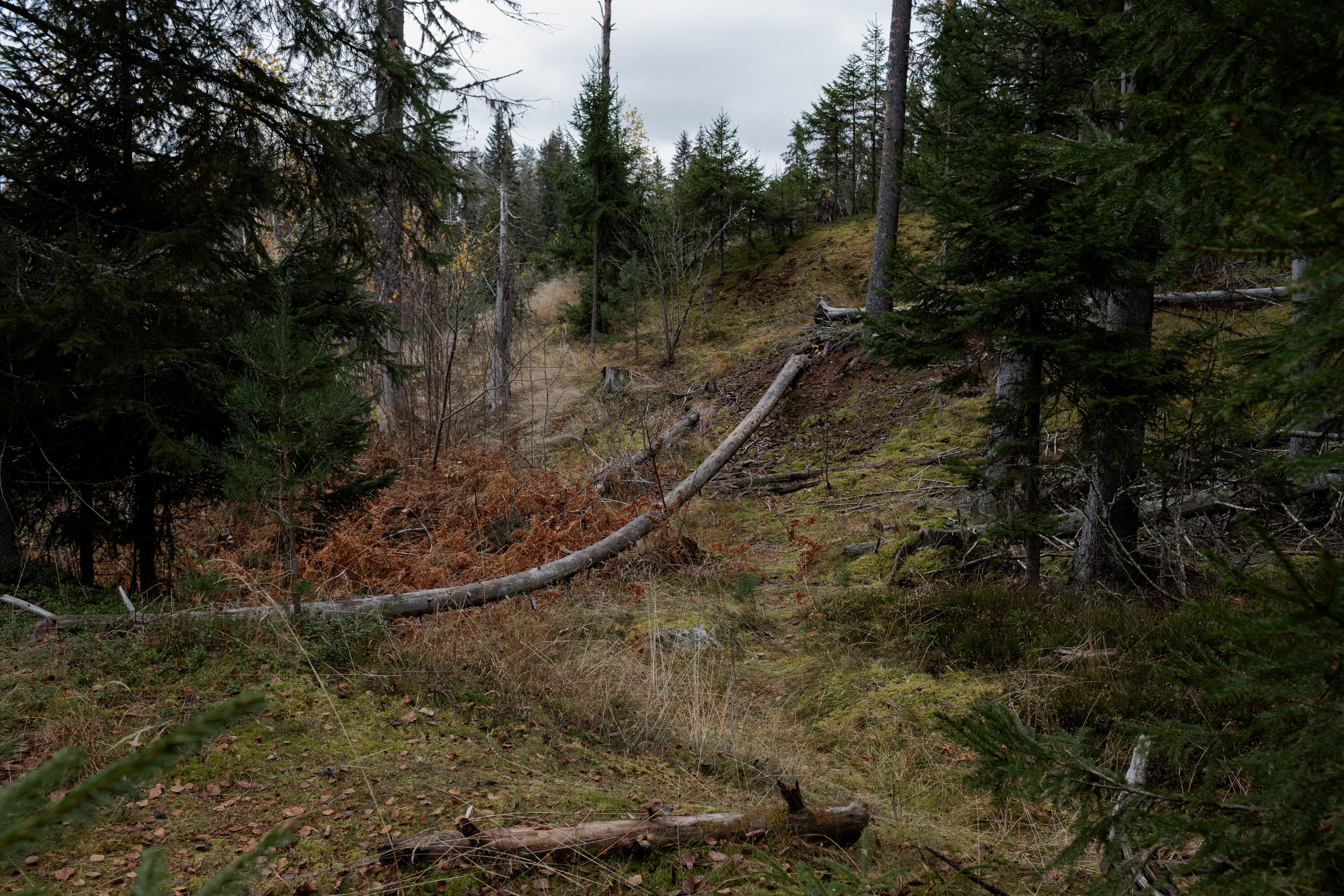 Съемка для глемпинг-отеля Хюгге Кэмп. Природа. Саша Кушнерова Фотографии. Sasha Kushnerova Photos