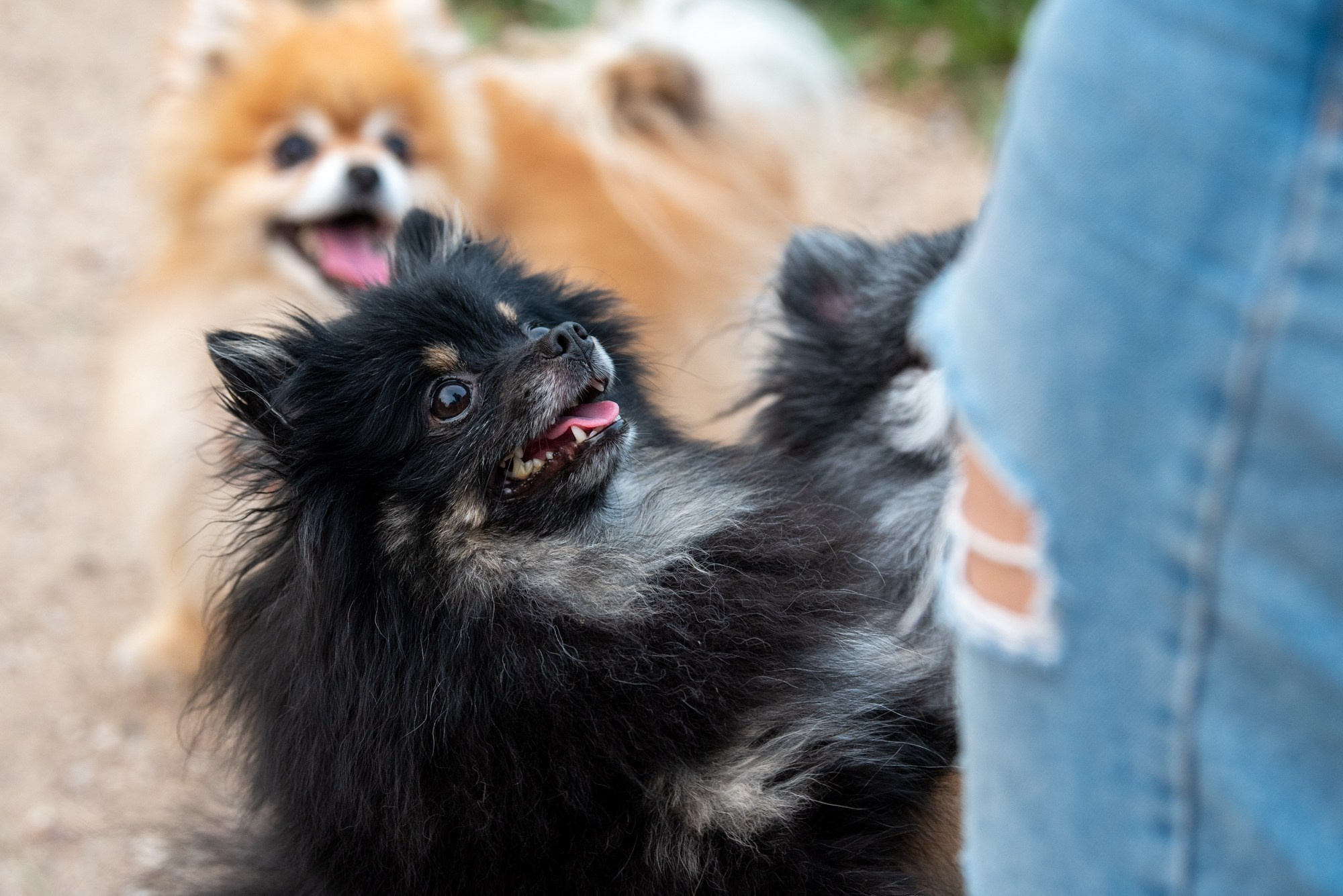 Спасенные шпицы. Фотограф в Москве Виктория Назаренко