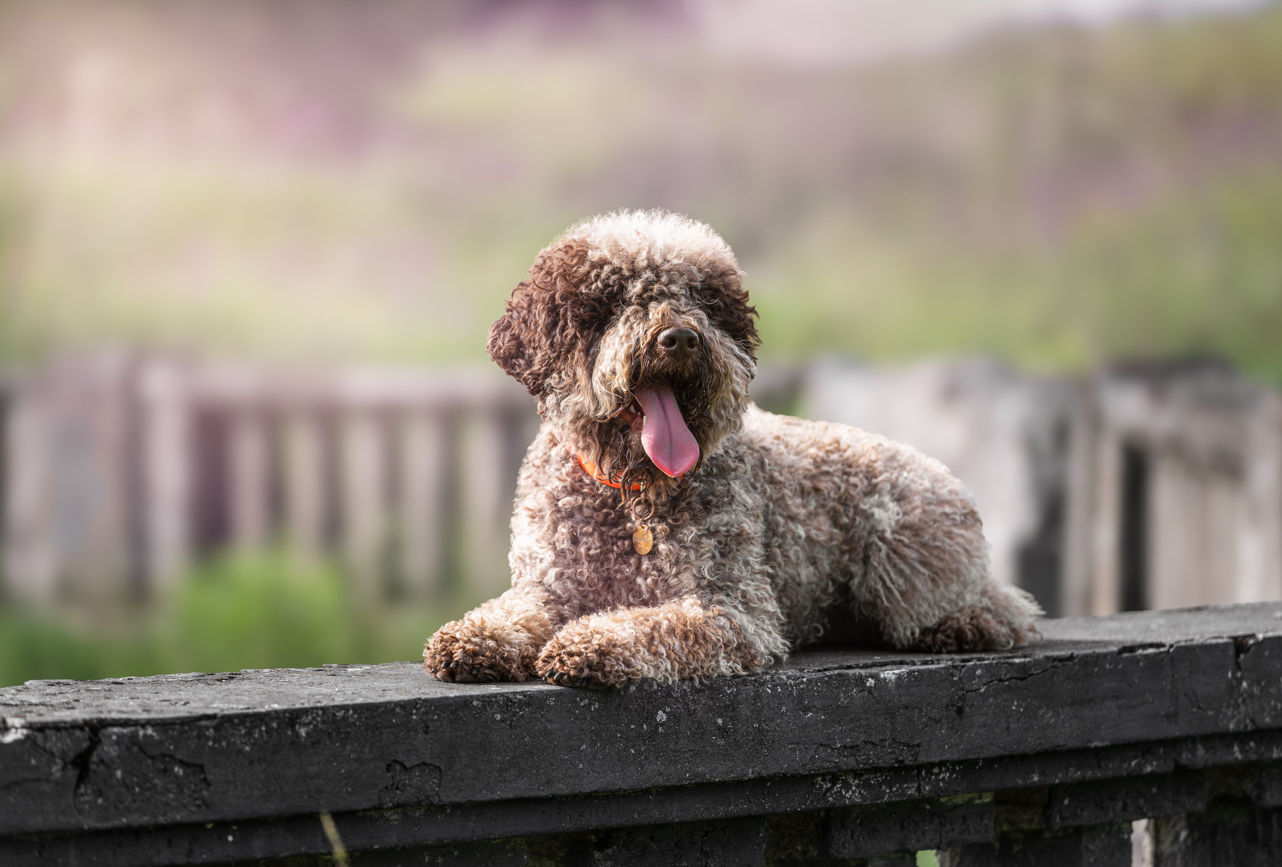 Съемка собак. Анималистика. Репортаж. Индивидуальная съемка