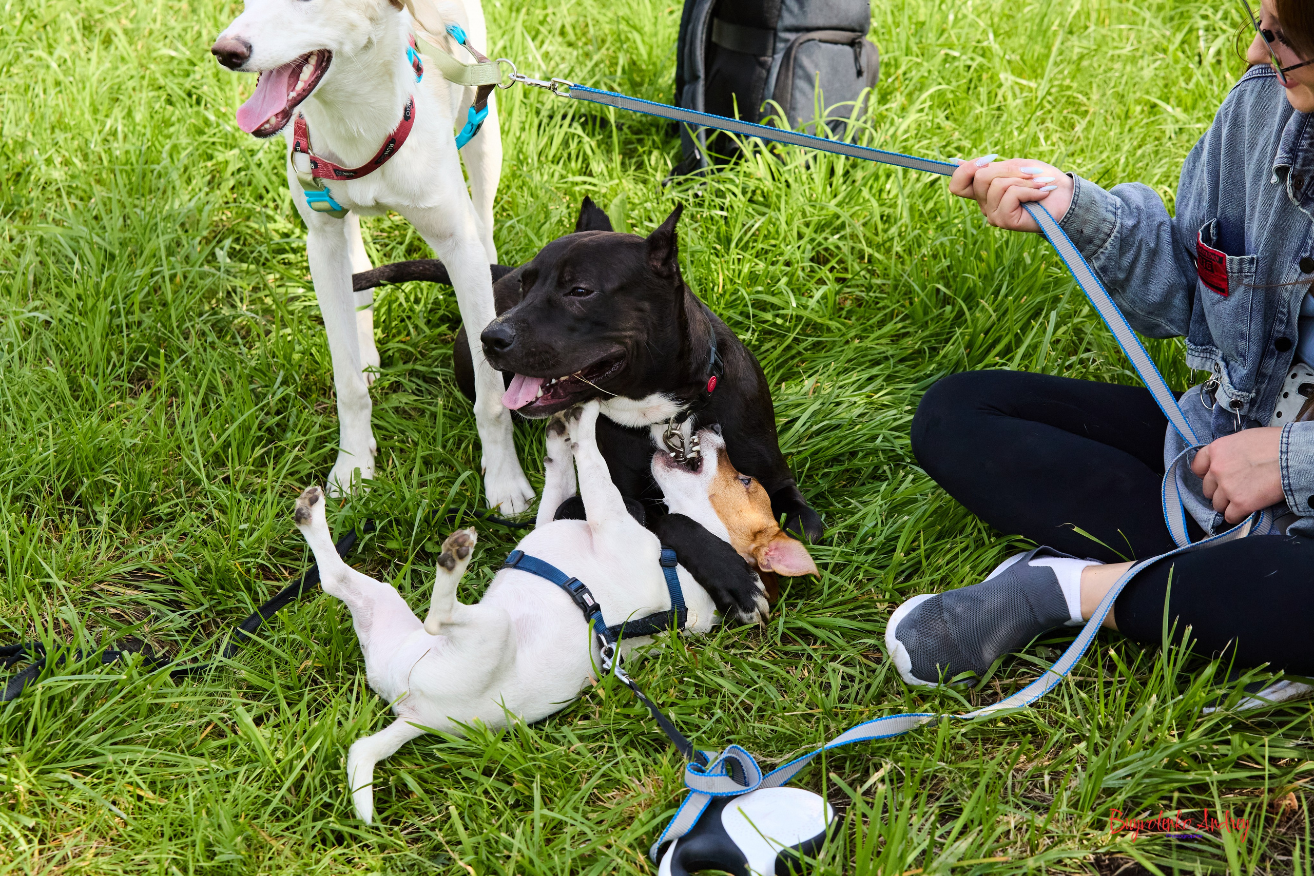 Проект фотопрогулка с хвостиком. Buyvolenko Andrey