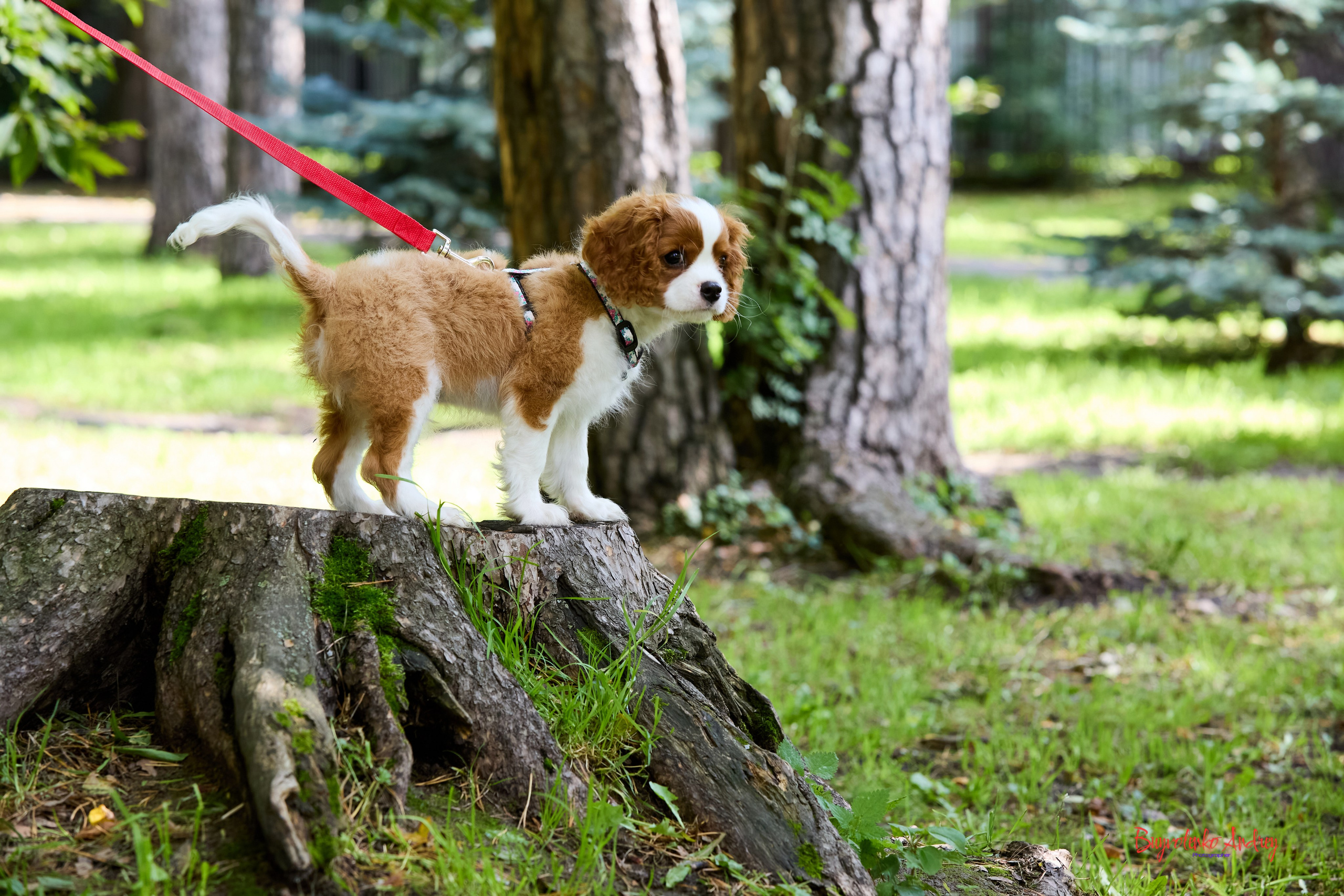 Фотопрогулка с кавалерами. Buyvolenko Andrey