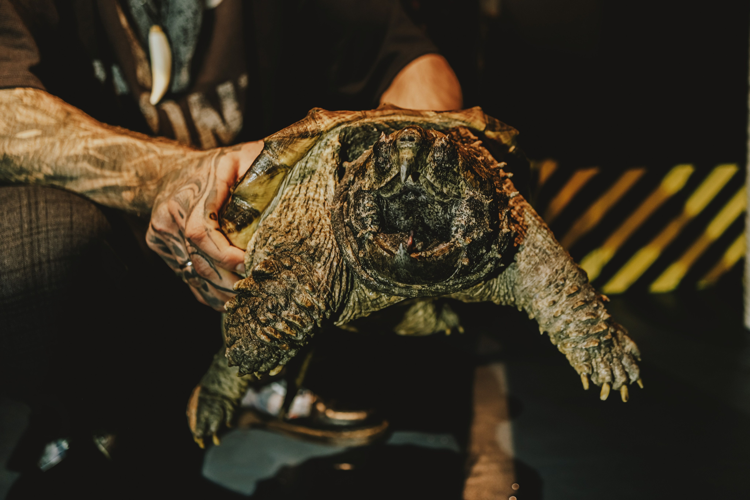 Дом Драконов. Nattie.ph