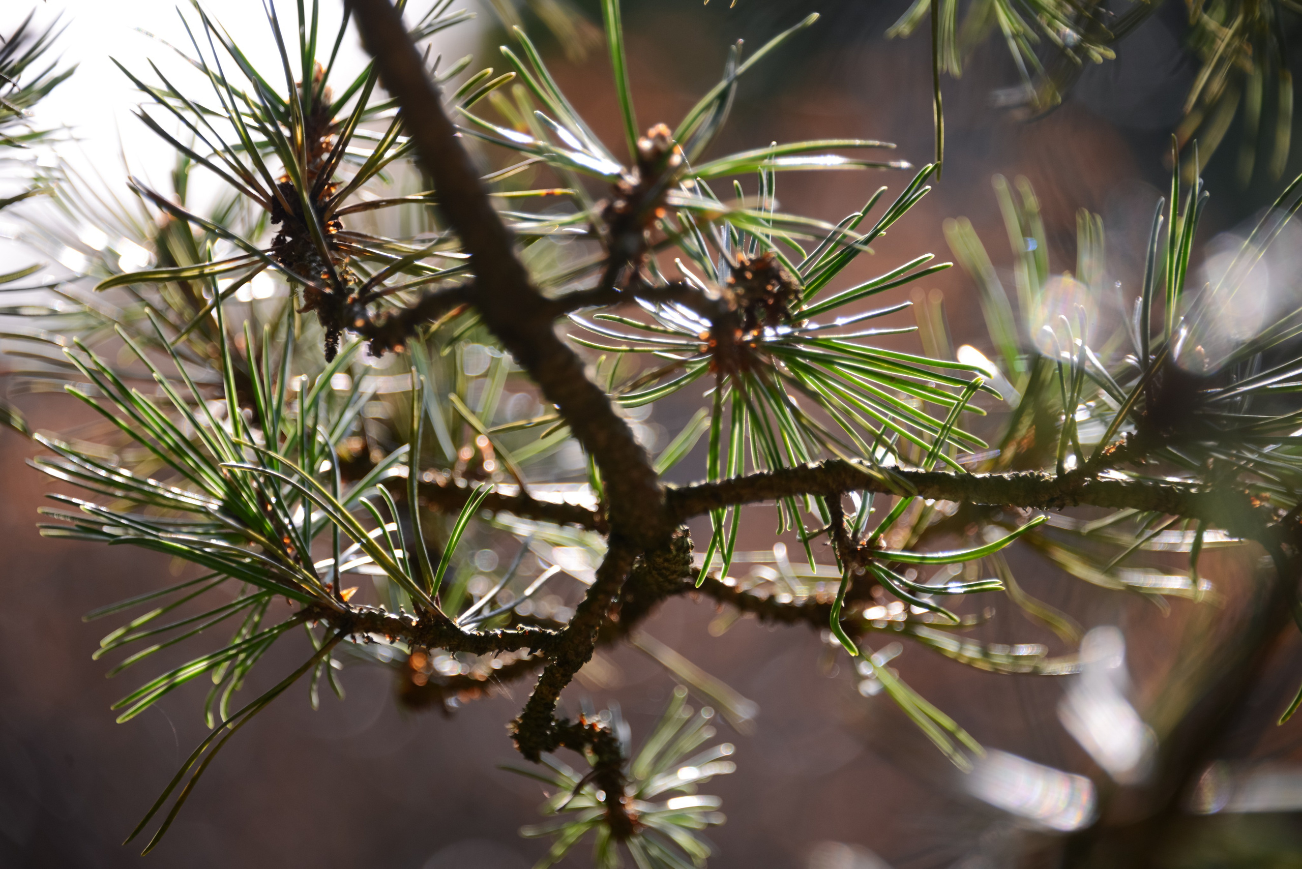 Красивая ветка сосны в солнечный день весной вблизи крупным планом