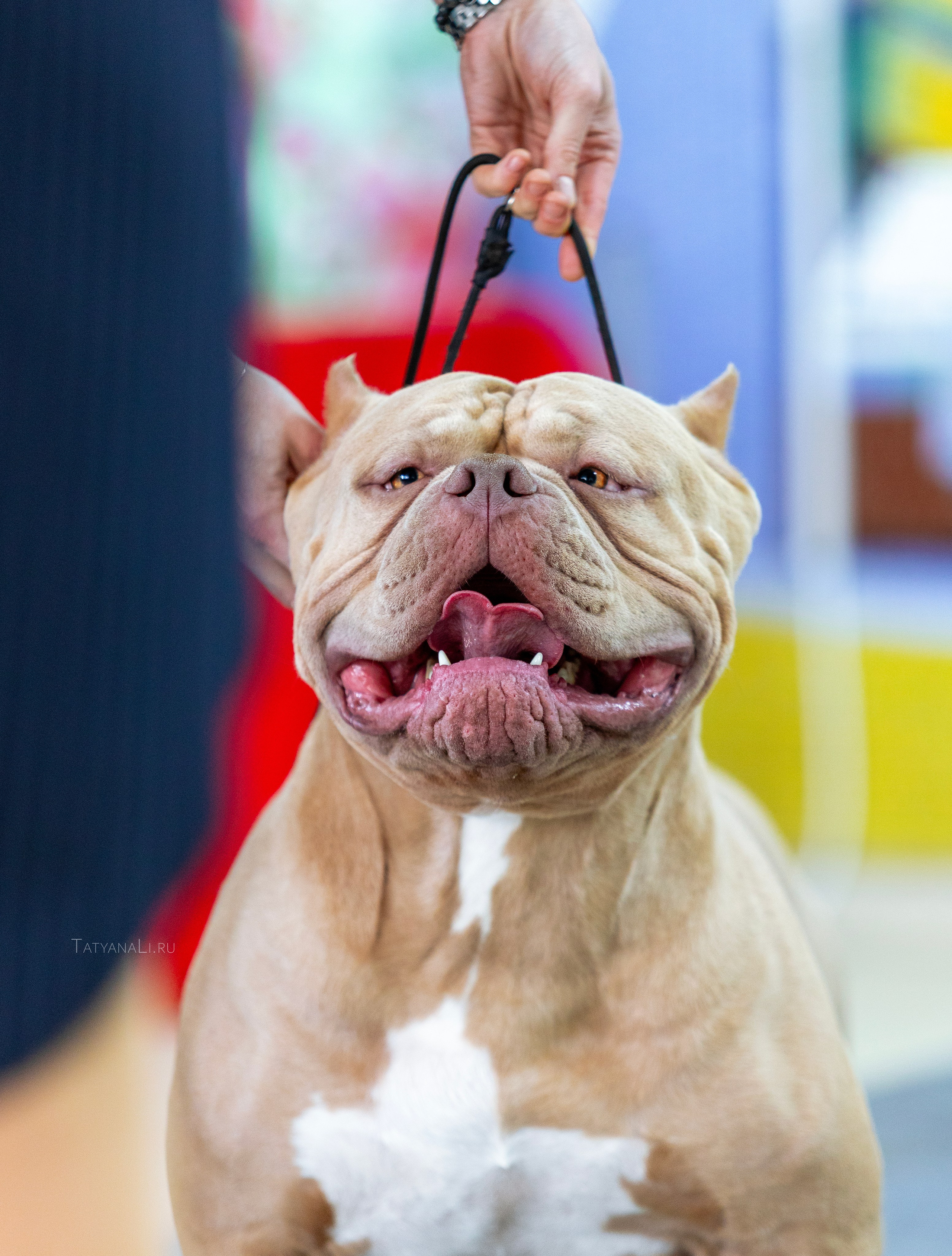 Американский булли. Фотограф — анималист Татьяна Ли