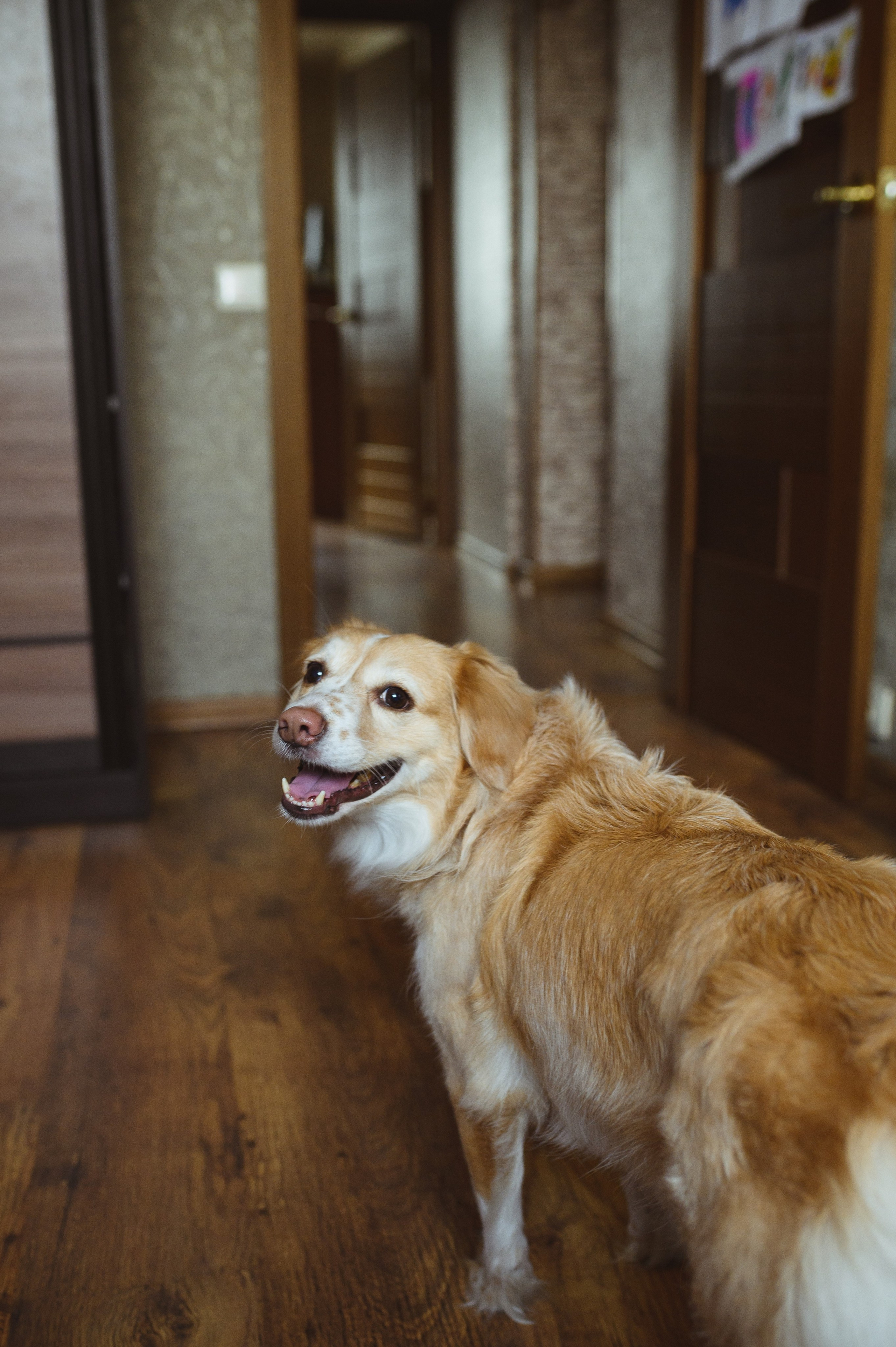 Семейная съемка с собакой. Семейный фотограф в Москве Ольга Барсукова