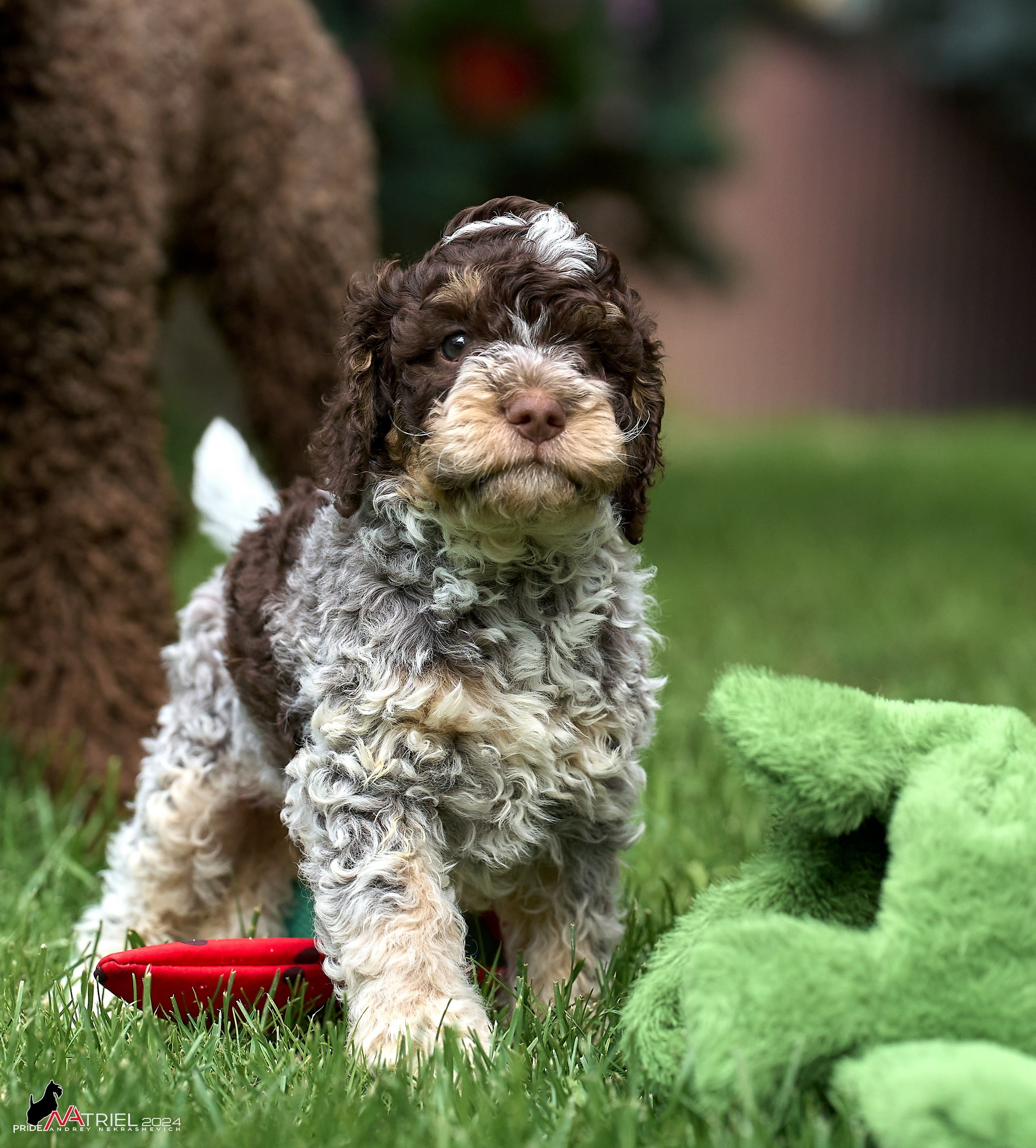 Съемка щенков лаготто