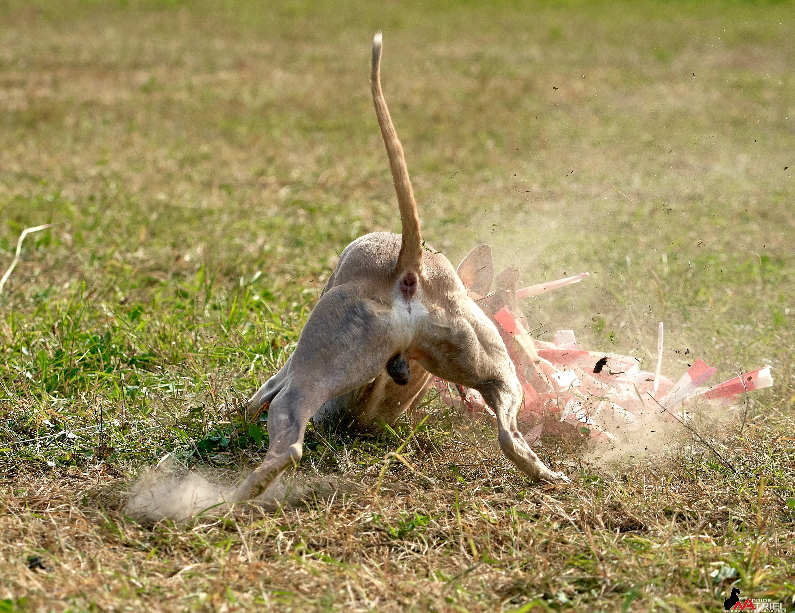 Съемка курсинг — галерея NATRIEL