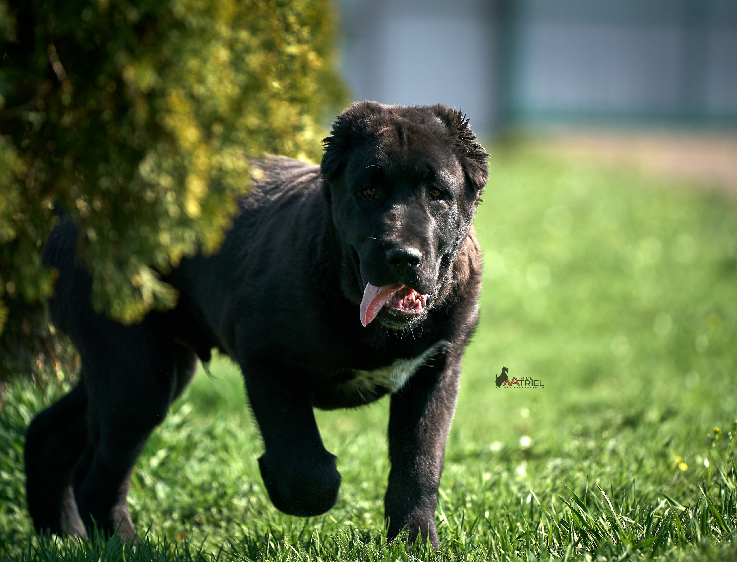 Среднеазиаты — щенки и взрослые