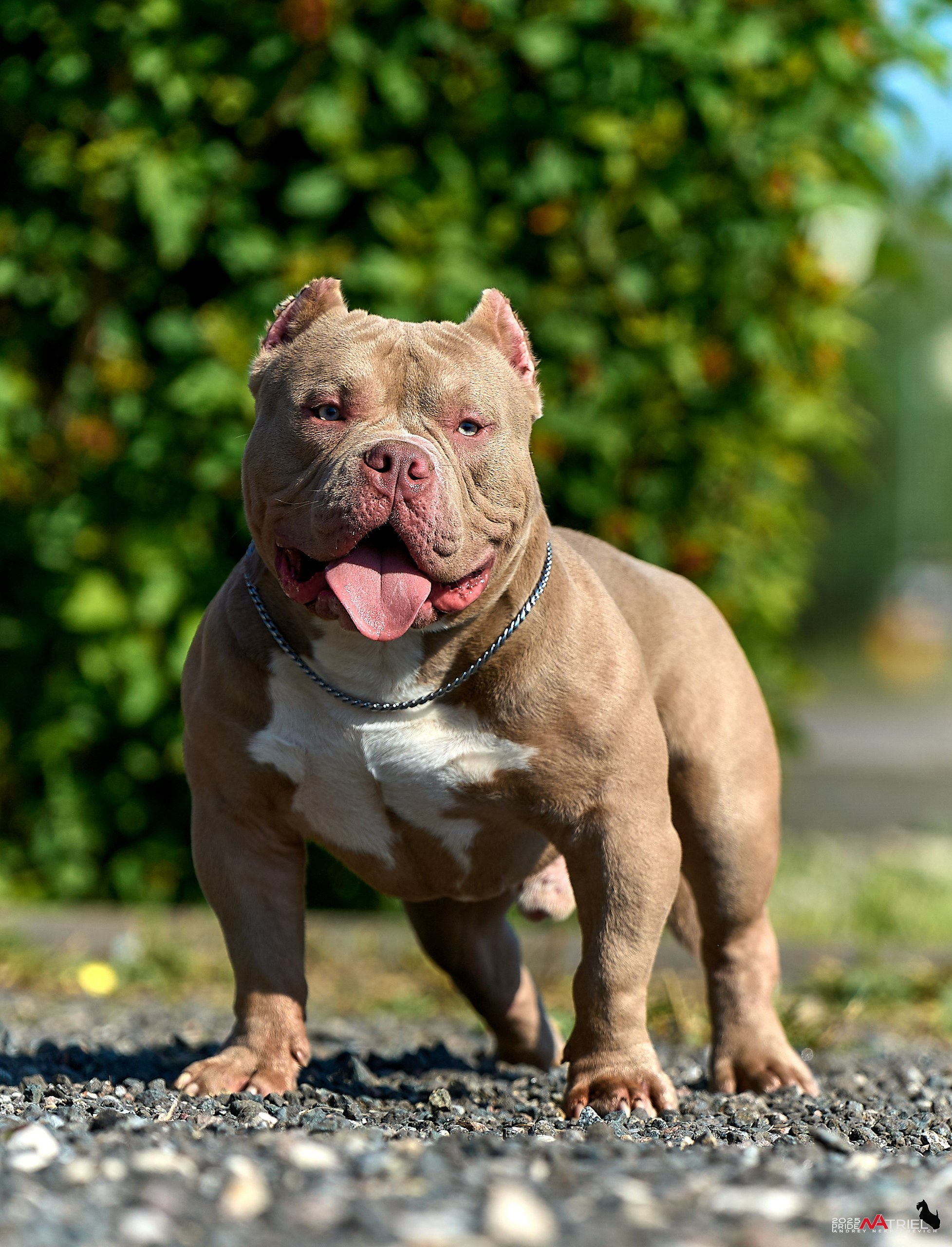 Съемка собак породы булли на природе