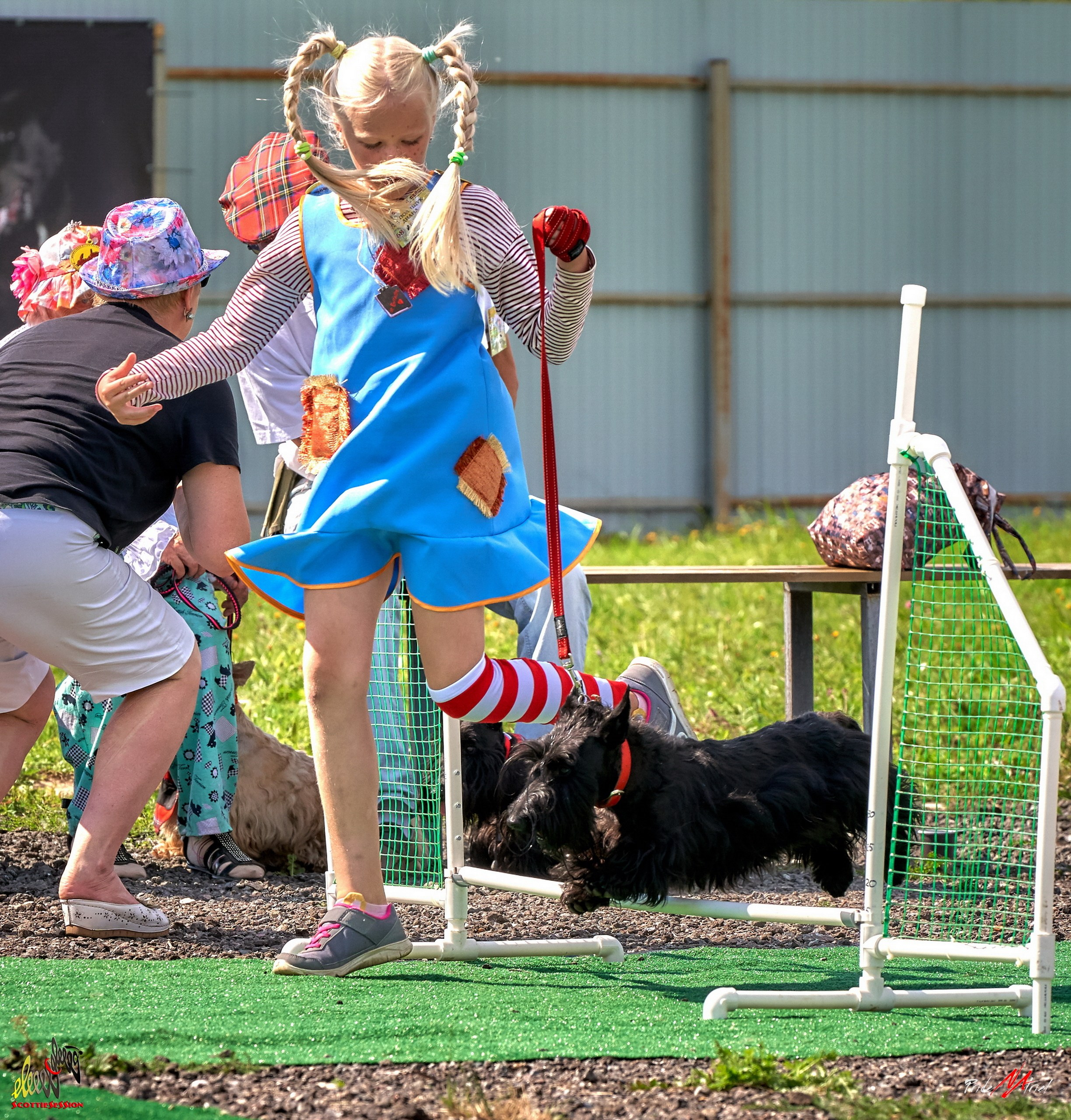 Мероприятия с собаками — галерея NATRIEL