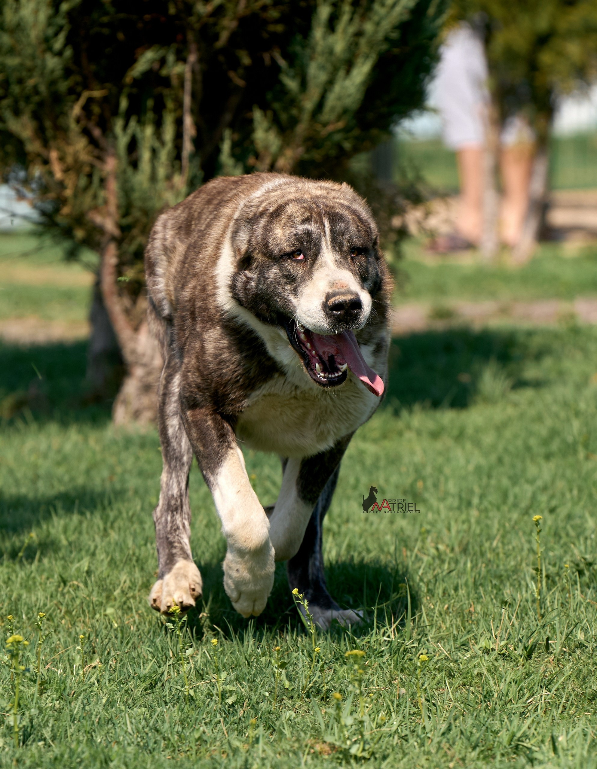 Среднеазиаты — щенки и взрослые